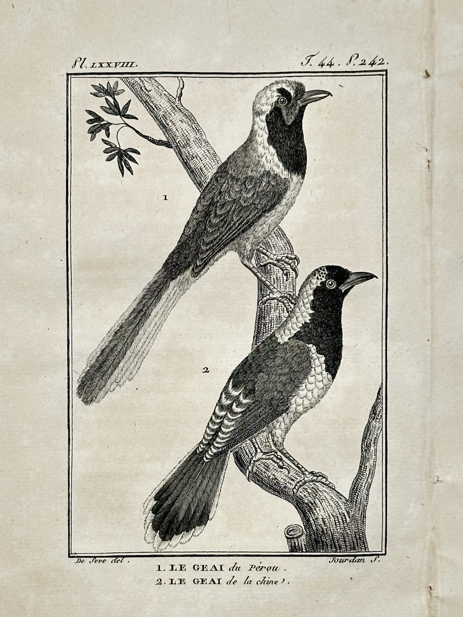 Georges-Louis Leclerc, Comte de Buffon – Ornithological Study of the Peruvian Jay and Chinese Jay (1 of 2)