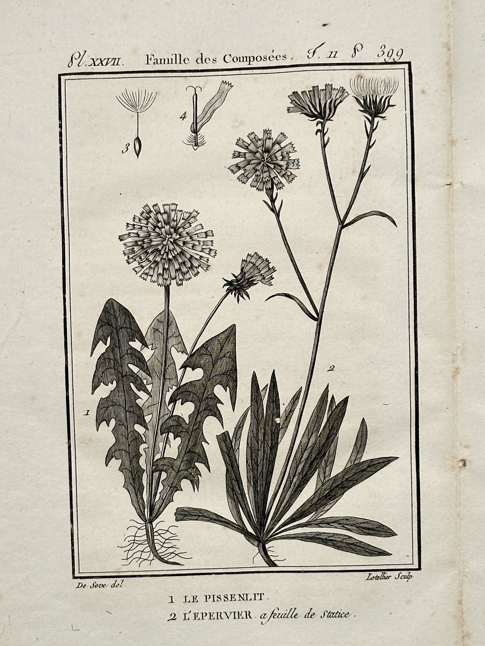 Georges-Louis Leclerc, Comte de Buffon – Botanical Study of the Dandelion and Statice-Leaved: "Famille des Composées. 1 Le Pissenlit, 2 L'Épervier à feuille de Statice". This engraving illustrates two members of the Asteraceae family, featuring the common dandelion and a variety of hawkweed