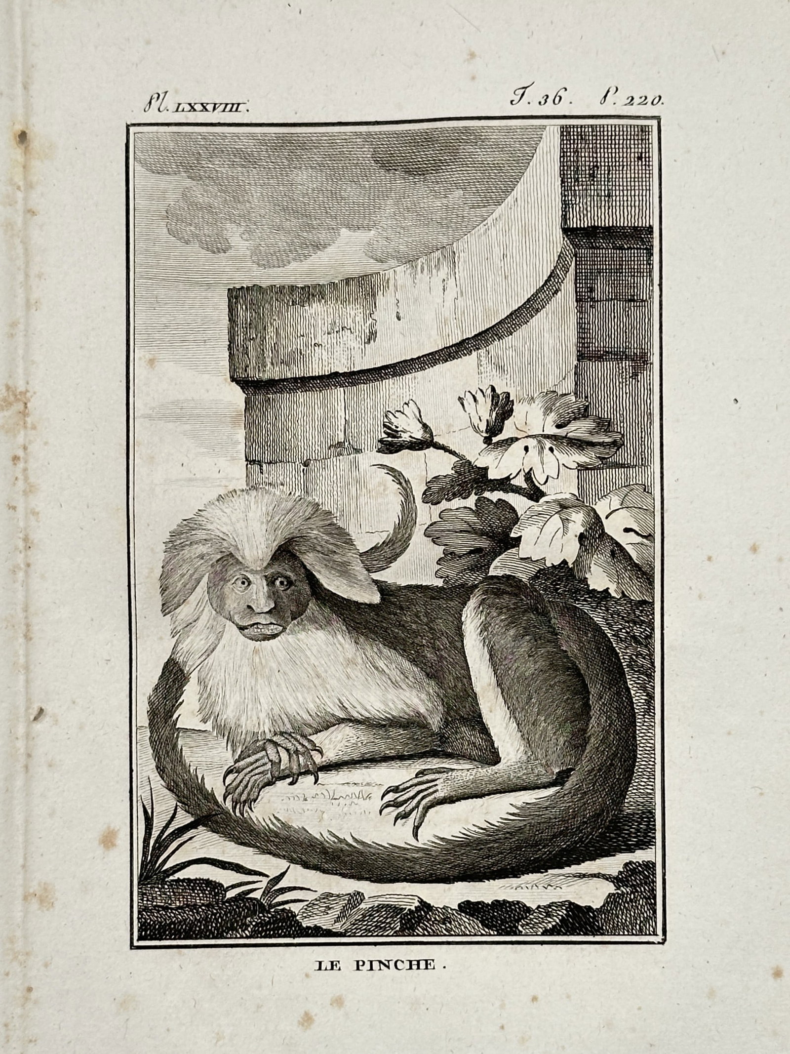 Georges-Louis Leclerc, Comte de Buffon – Primatological Study of the Cotton-Top Tamarin (1 of 2)
