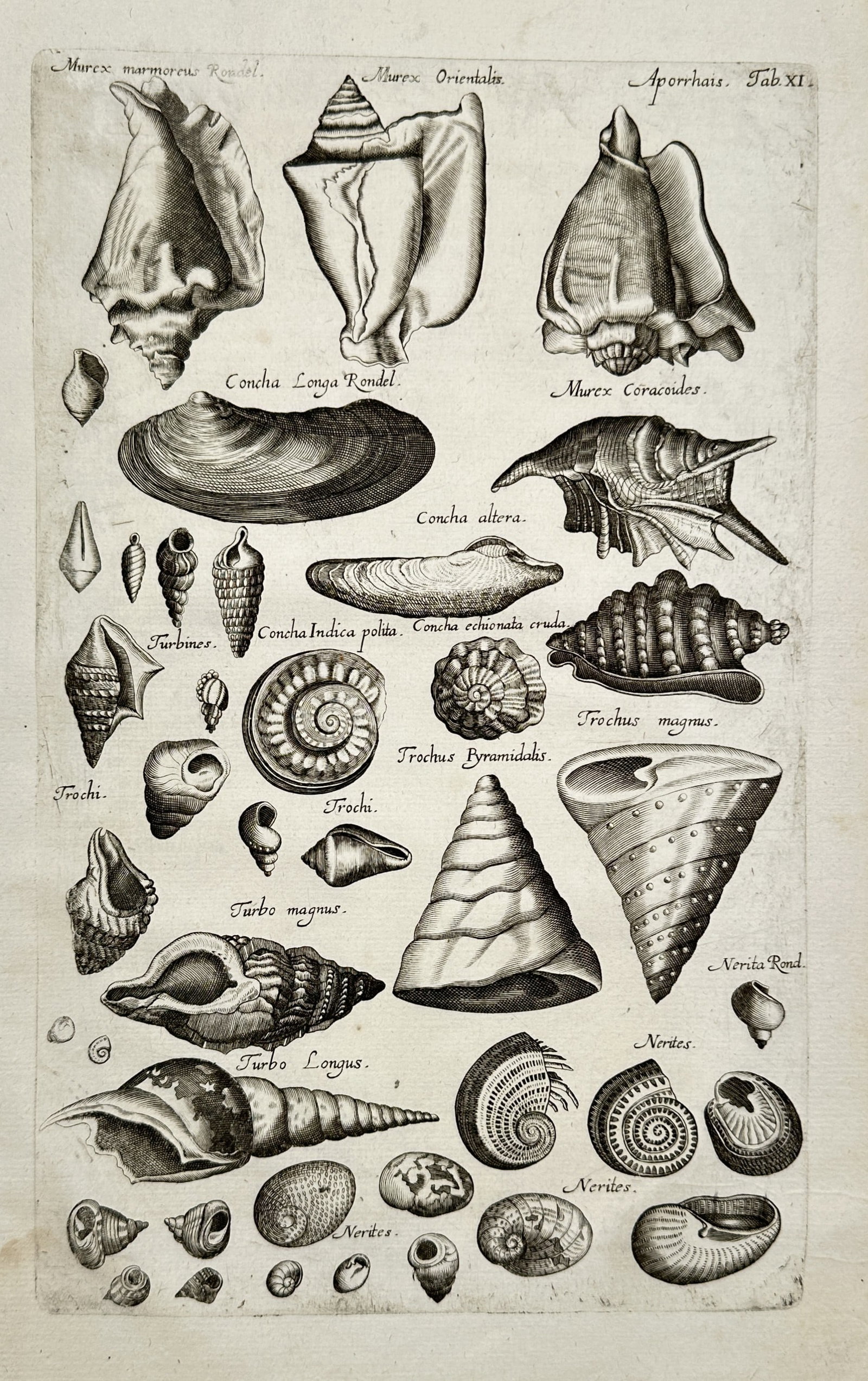 Johannes Jonstonus (1603–1675) – Conchological Study of Marine Shells and Mollusks – Engraving (1 of 2)