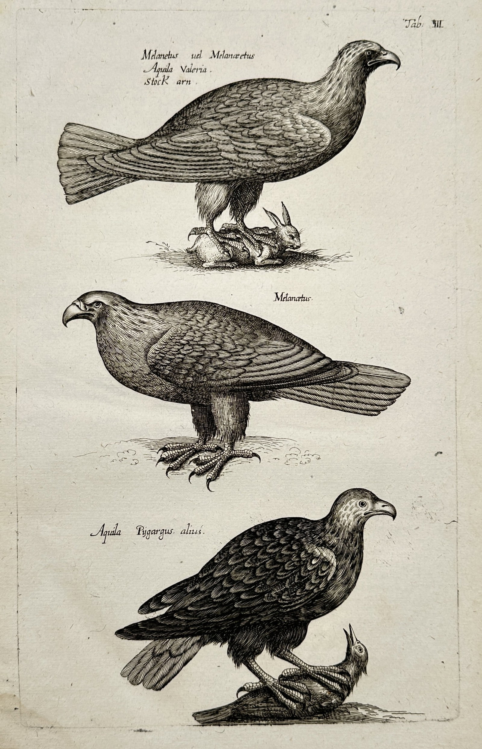 Johannes Jonstonus (1603–1675) – Ornithological Study of Eagles and Birds of Prey – Engraving (1 of 2)
