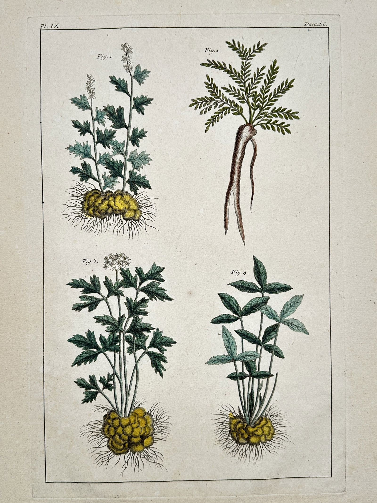 Pierre Jean Francois Turpin (1775–1840) – Botanical Study of Medicinal Roots and Flowering Herbs: "Botanique" illustrates four distinct plant specimens with an emphasis on their root structures, including tuberous and taproot systems. The work displays the detailed foliage and delicate white inflo