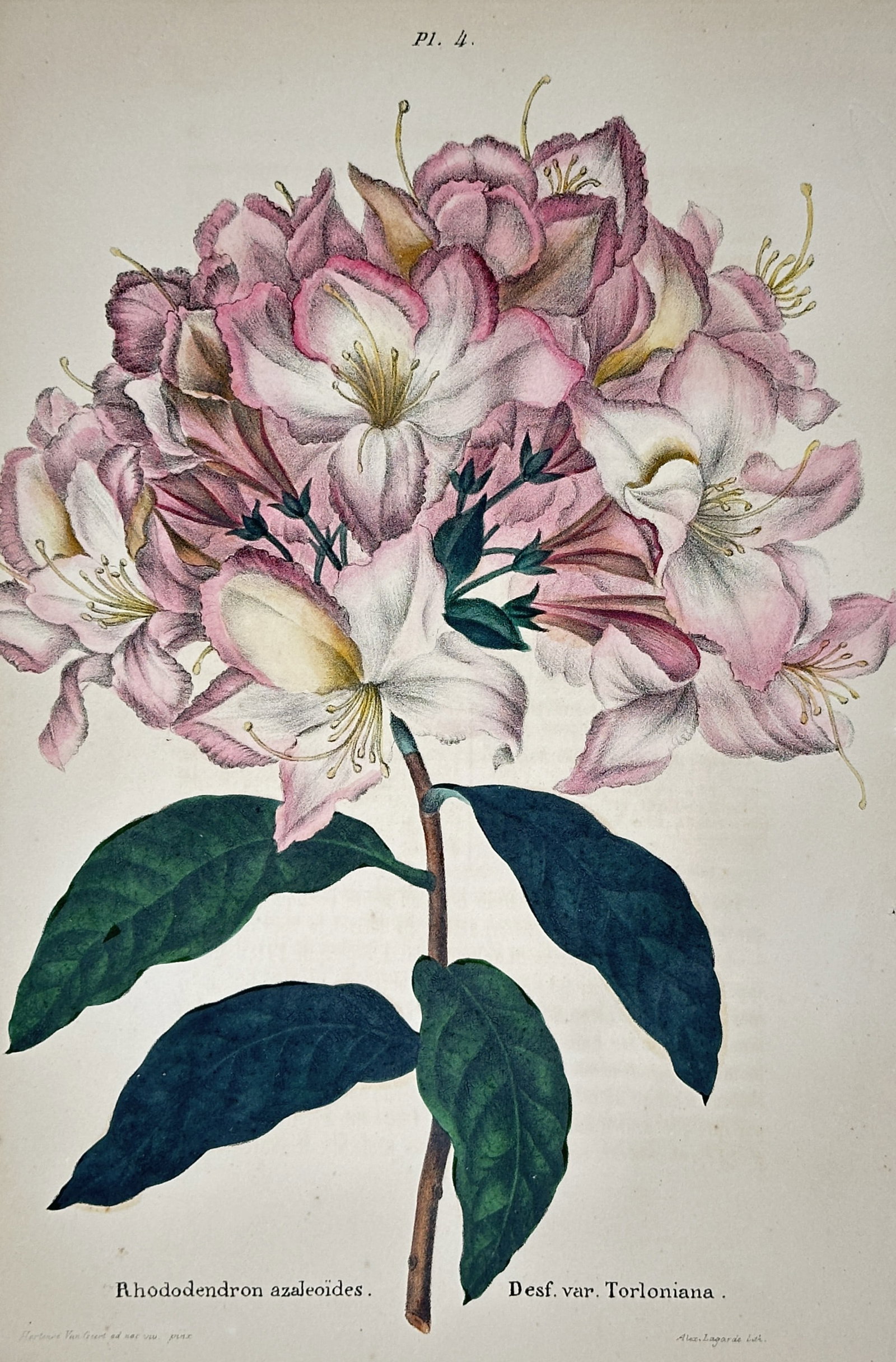 Alex Lagarde (1810-1891) – View of Rhododendron azaleoides Desf. var. Torloniana: "Rhododendron azaleoides Desf. var. Torloniana" depicts a flowering branch with clusters of pink and white blossoms and dark green foliage. This hand-coloured lithograph was published in the botanical