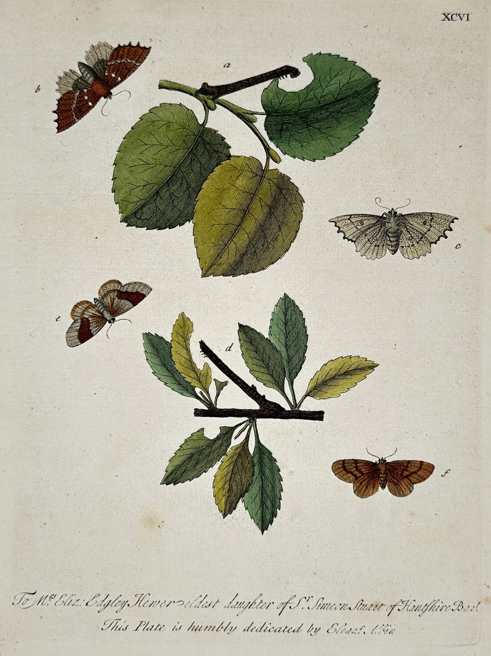 Eleazar Albin (1690-1742) – View of Various Moths and Caterpillars on Leaves (1 of 2)