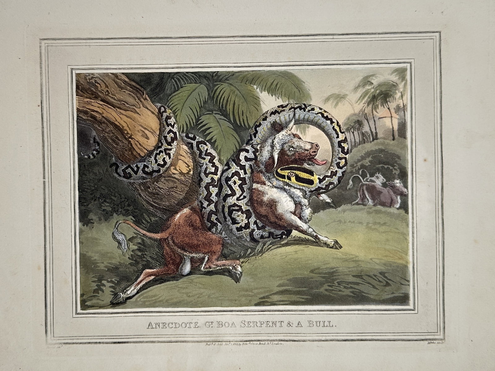 Samuel Howitt (1756-1822) – View of Anecdote, Gt. Boa Serpent and a Bull – Hand-coloured etching (1 of 2)