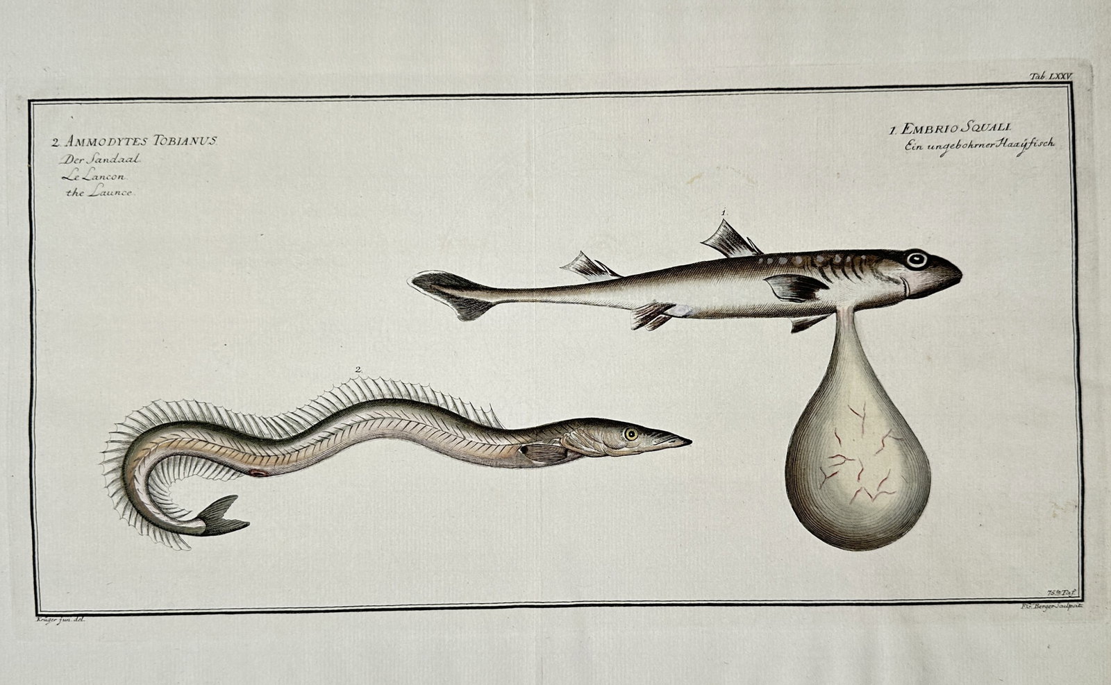 Marcus Elieser Bloch (1723-1799) – View of Embryo Squali and Ammodytes Tobianus (1 of 2)
