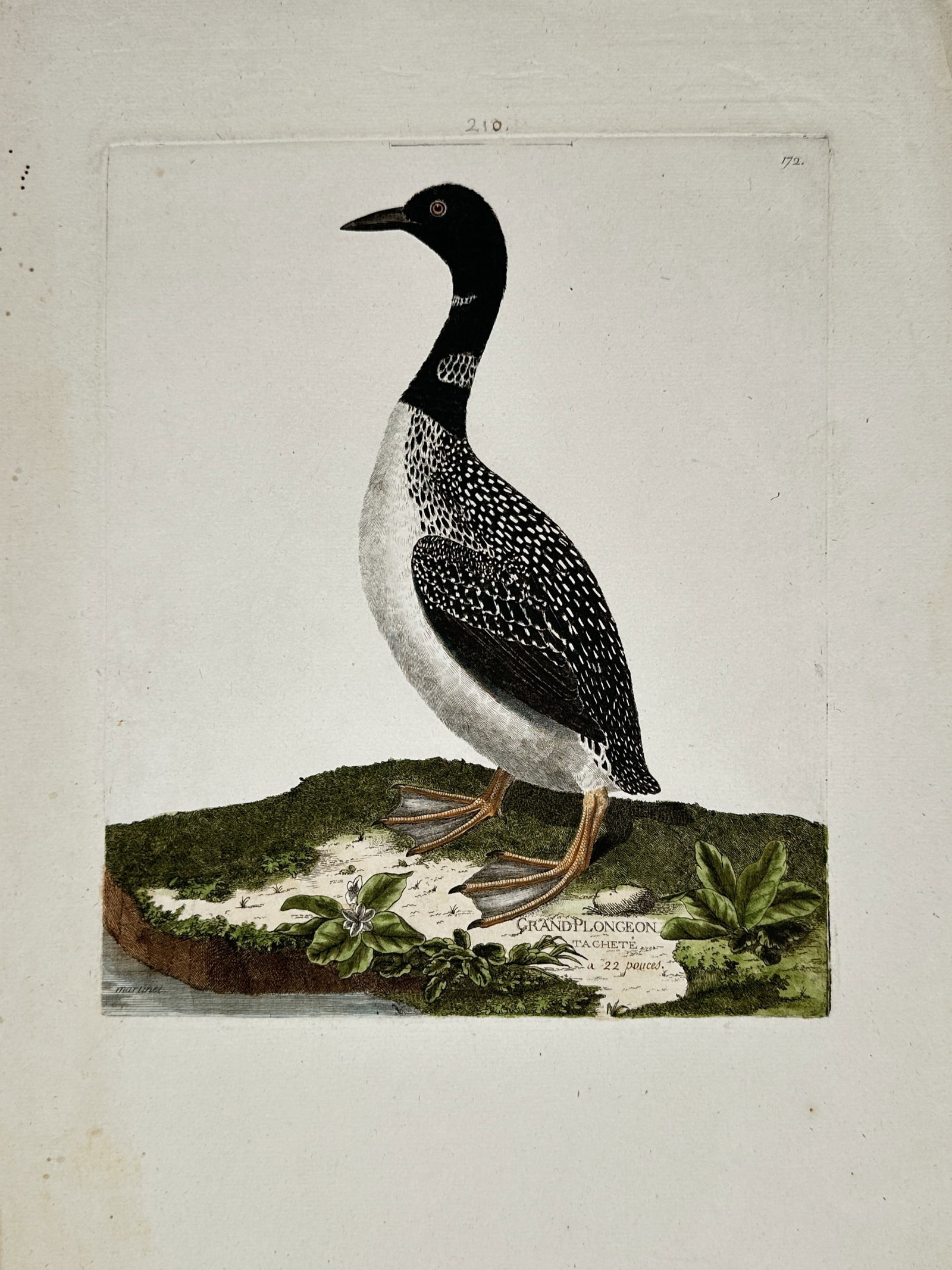 François-Nicolas Martinet (1731-1800) – View of Grand Plongeon – Hand-coloured engraving (1780): "Grand Plongeon" depicts a great northern diver or loon standing on a grassy mound near a water's edge. This hand-coloured engraving was published in the monumental ornithological work Histoire Nature
