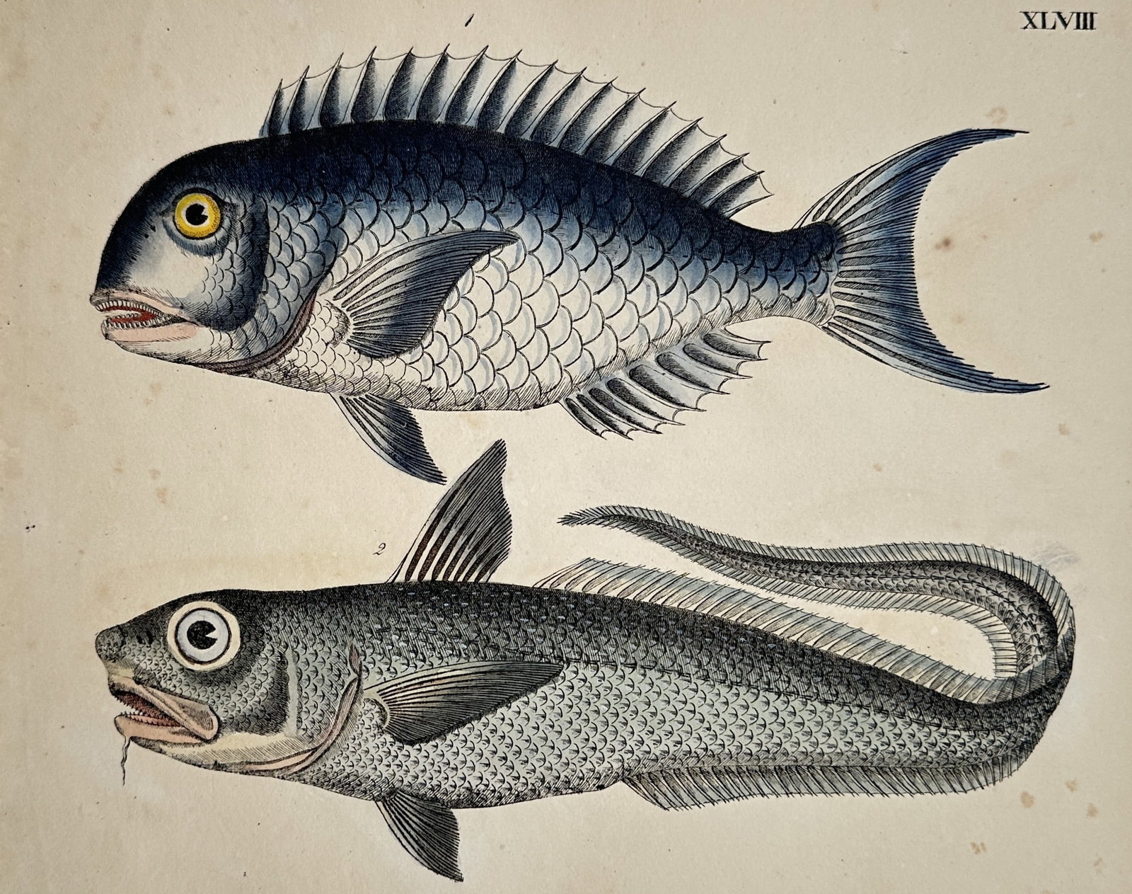 Marcus Elieser Bloch (1723-1799) – View of Two Fish Species – Hand-coloured engraving (1782) (1 of 2)