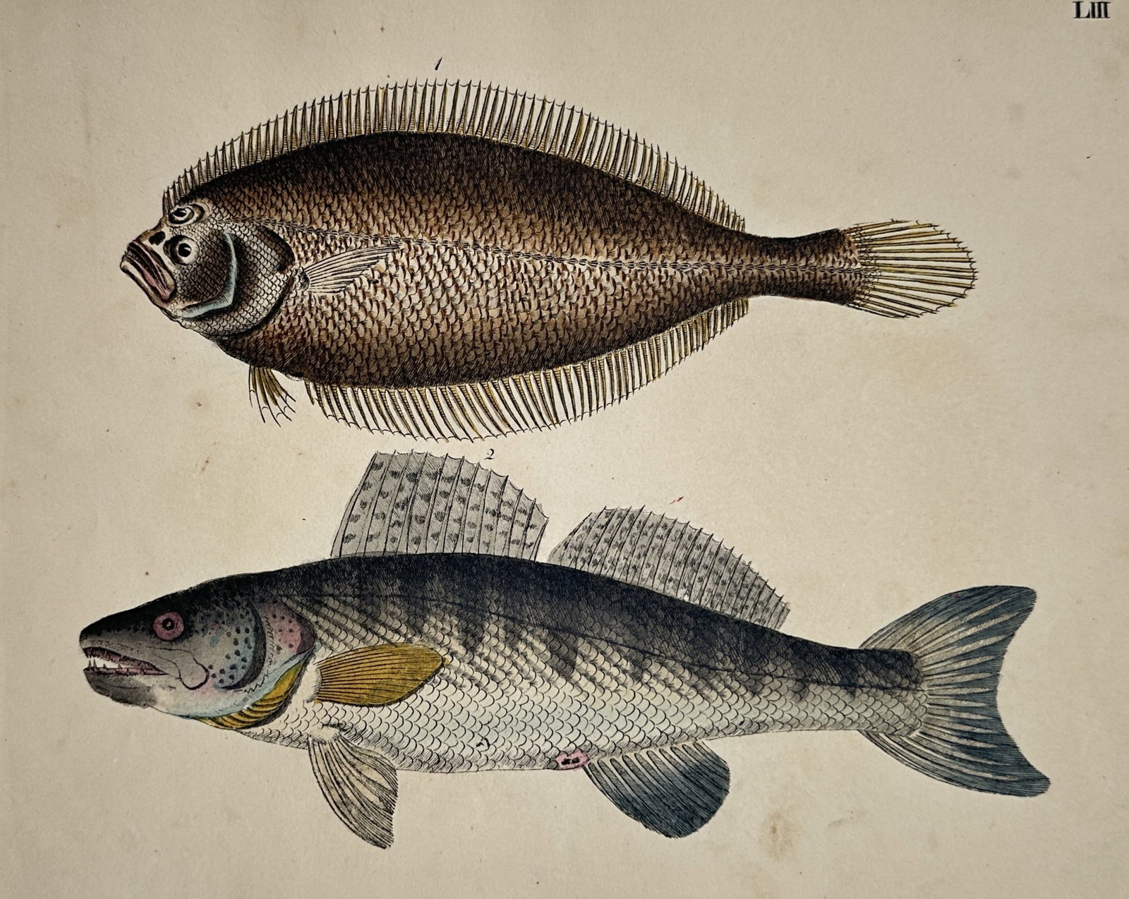 Marcus Elieser Bloch (1723-1799) – View of a Flatfish and a Perch-like Fish (1 of 2)