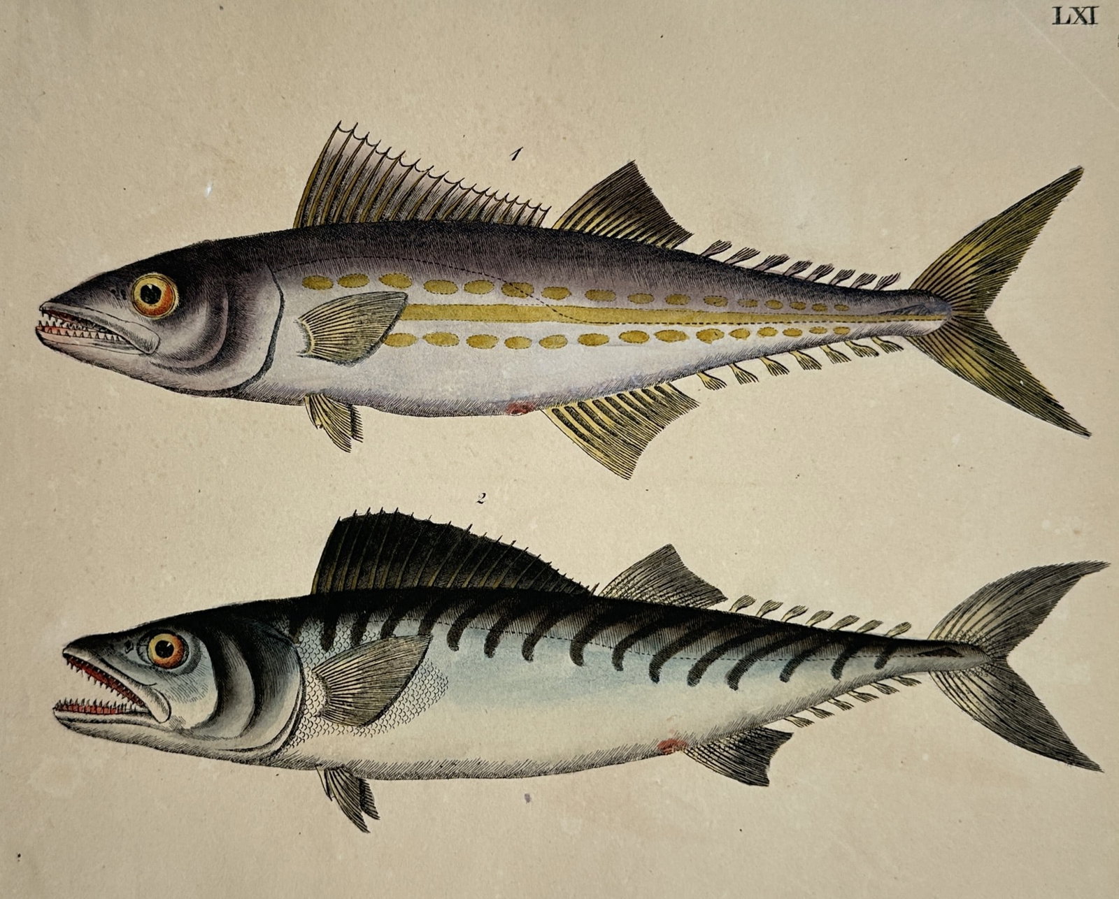 Marcus Elieser Bloch (1723-1799) – View of Two Scombrid Fish Species – Hand-coloured engraving (1 of 2)