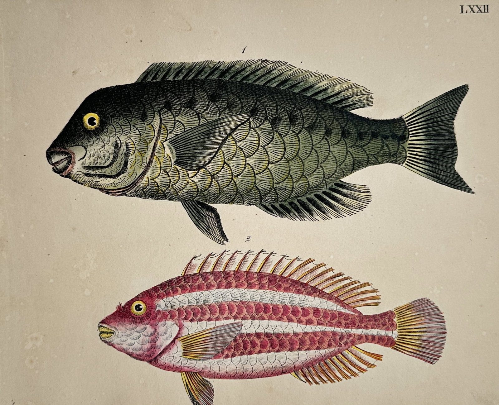 Marcus Elieser Bloch (1723-1799) – View of a Carp and a Striped Wrasse – Hand-coloured engraving (1 of 2)