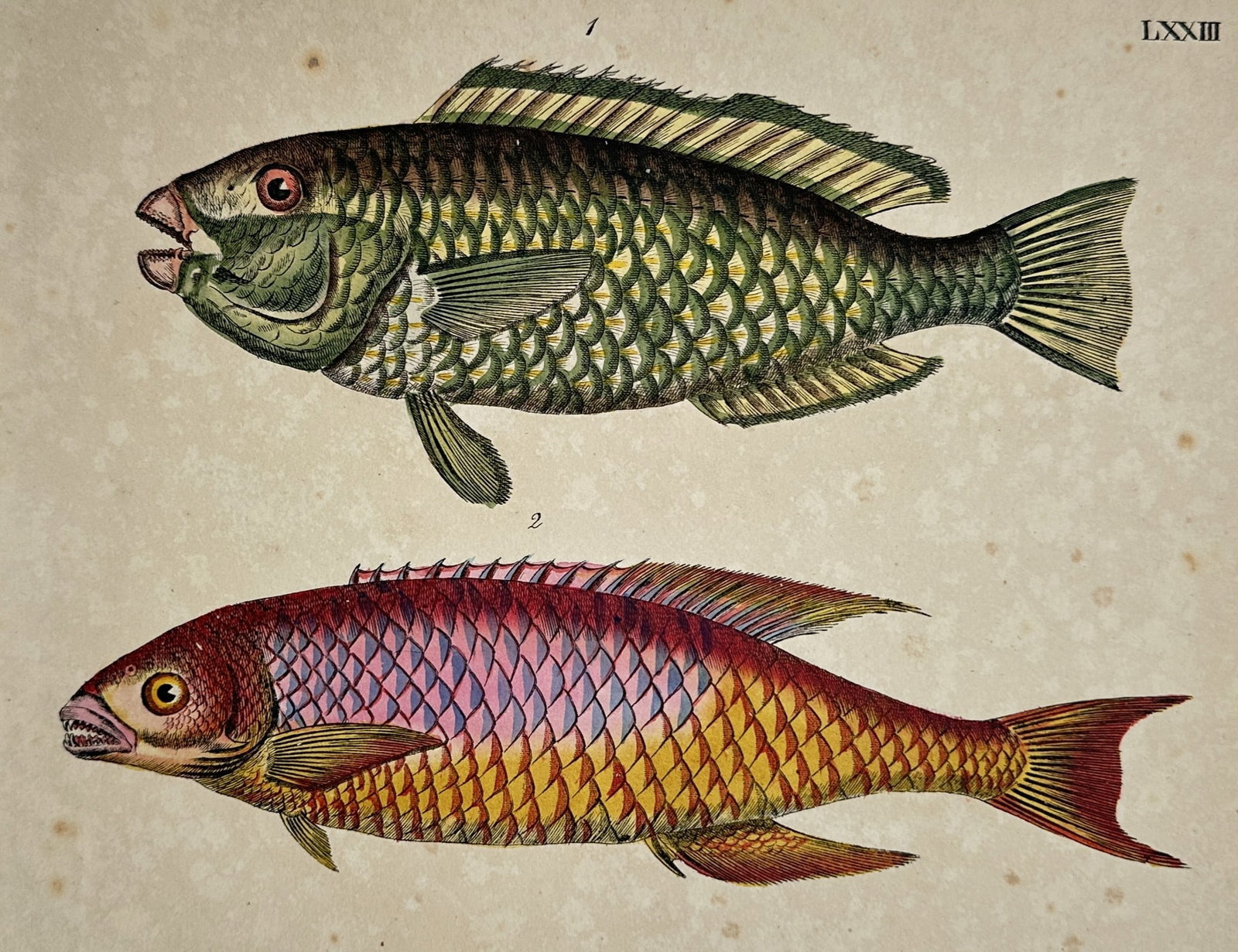 Marcus Elieser Bloch (1723-1799) – View of a Parrotfish and a Red Wrasse (1 of 2)
