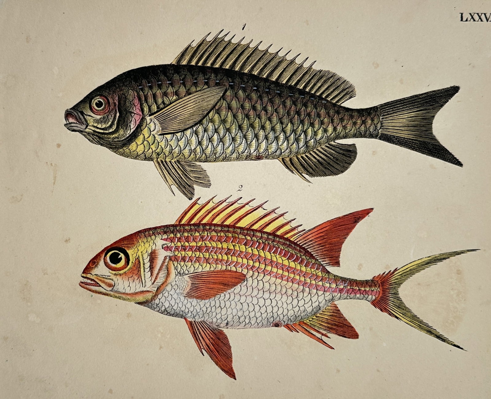 Marcus Elieser Bloch (1723-1799) – View of a Tilapia and a Squirrelfish – Hand-coloured (1 of 2)