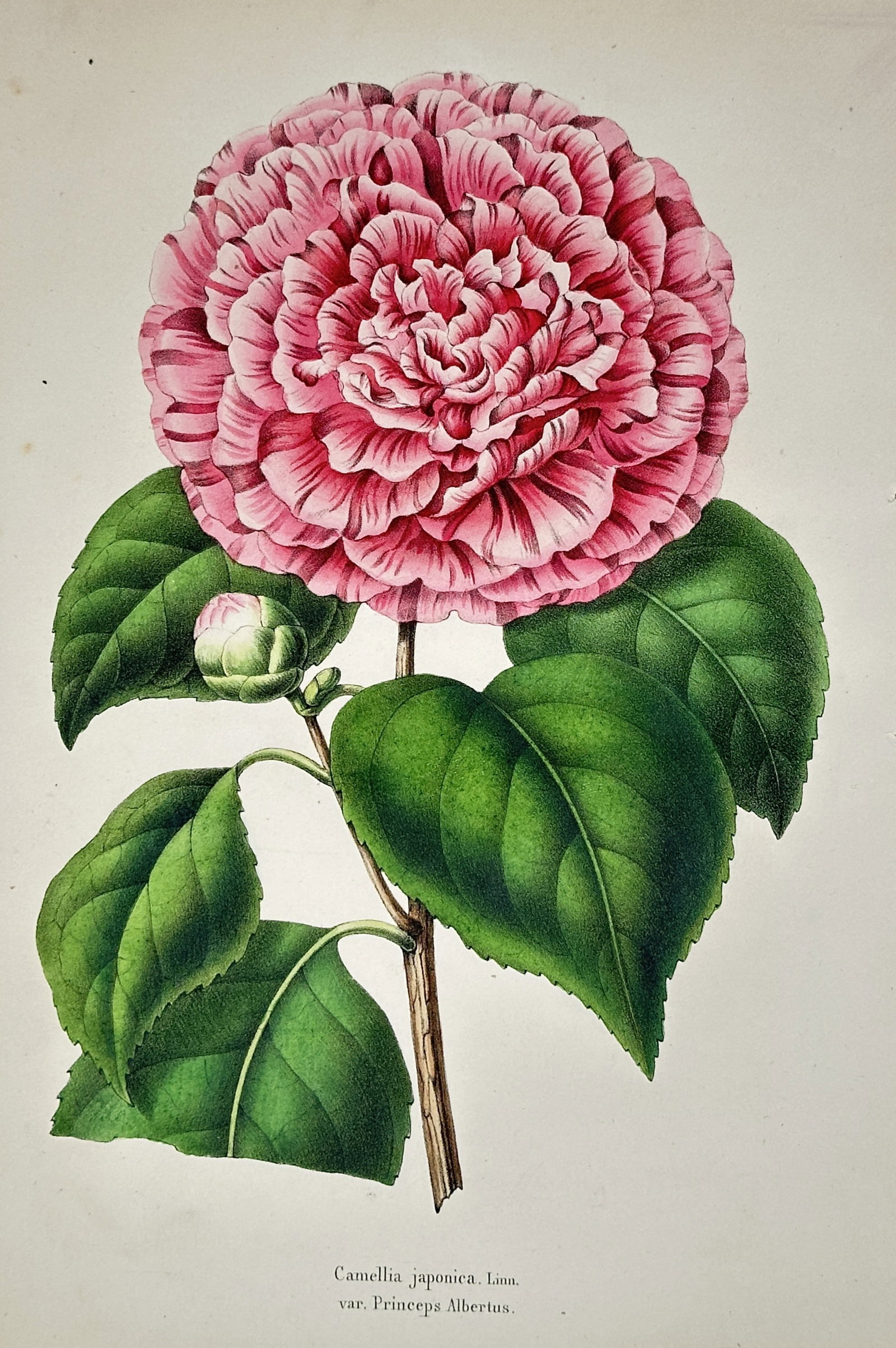 Louis van Houtte – View of Camellia japonica Linn. var. Princeps Albertus – Hand-coloured: "Camellia japonica Linn. var. Princeps Albertus" illustrates a vibrant, multi-petaled pink flower with delicate white variegation, accompanied by a small bud and glossy green leaves. This hand-coloure