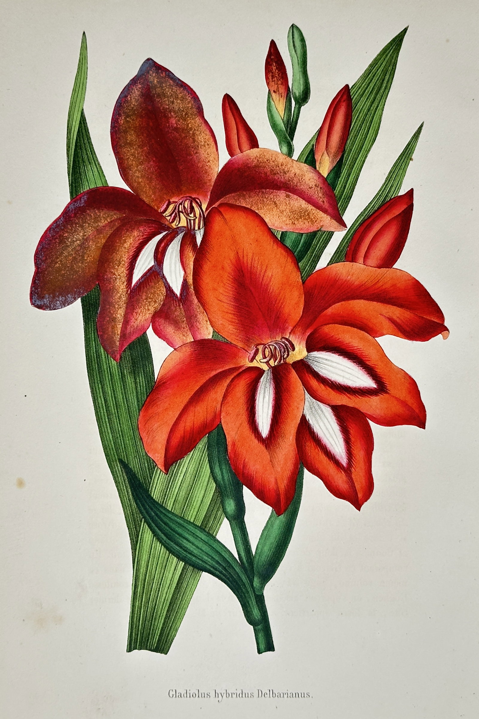 Louis van Houtte – View of Gladiolus hybridus Delbarianus – Hand-coloured lithograph (1850): "Gladiolus hybridus Delbarianus" illustrates a stem of vibrant red and orange gladiolus flowers with white markings on the lower petals, set against long green pointed leaves. This hand-coloured litho