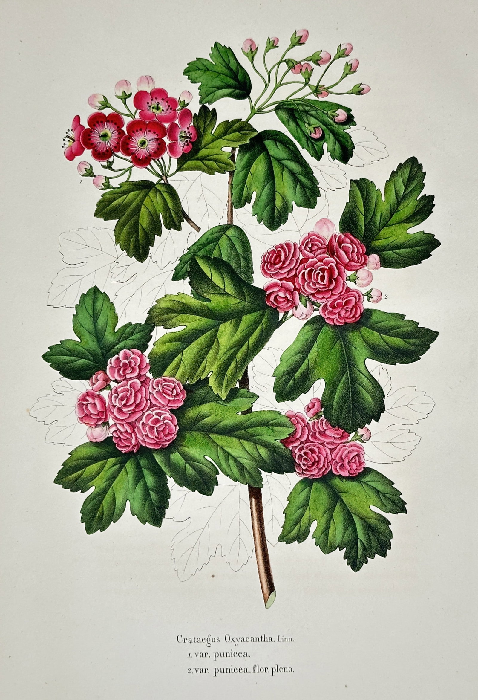 Louis van Houtte – View of Crataegus Oxyacantha Linn. var. punicea – Hand-coloured lithograph: "Crataegus Oxyacantha Linn. 1. var. punicea. 2. var. punicea flor. pleno." depicts branches of hawthorn featuring both single and double pink blossoms among lobed green leaves. This hand-coloured lith