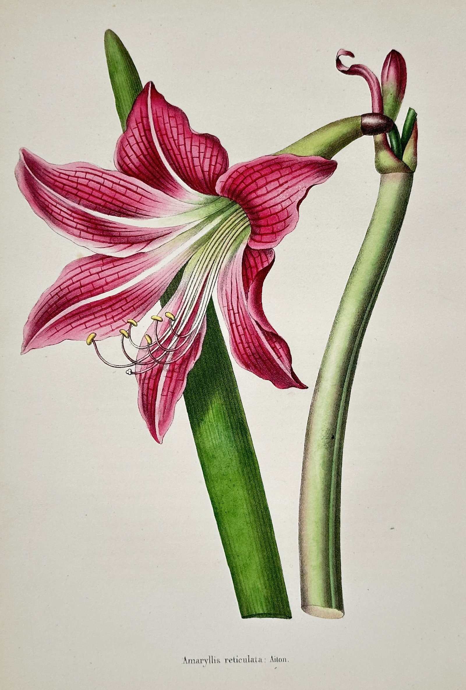 Louis van Houtte – View of Amaryllis reticulata Aiton. – Hand-coloured lithograph (1850): "Amaryllis reticulata Aiton." illustrates a large, trumpet-shaped lily with distinctive pink-veined petals and a white central stripe, shown alongside a thick green stem and a developing flower bud. T