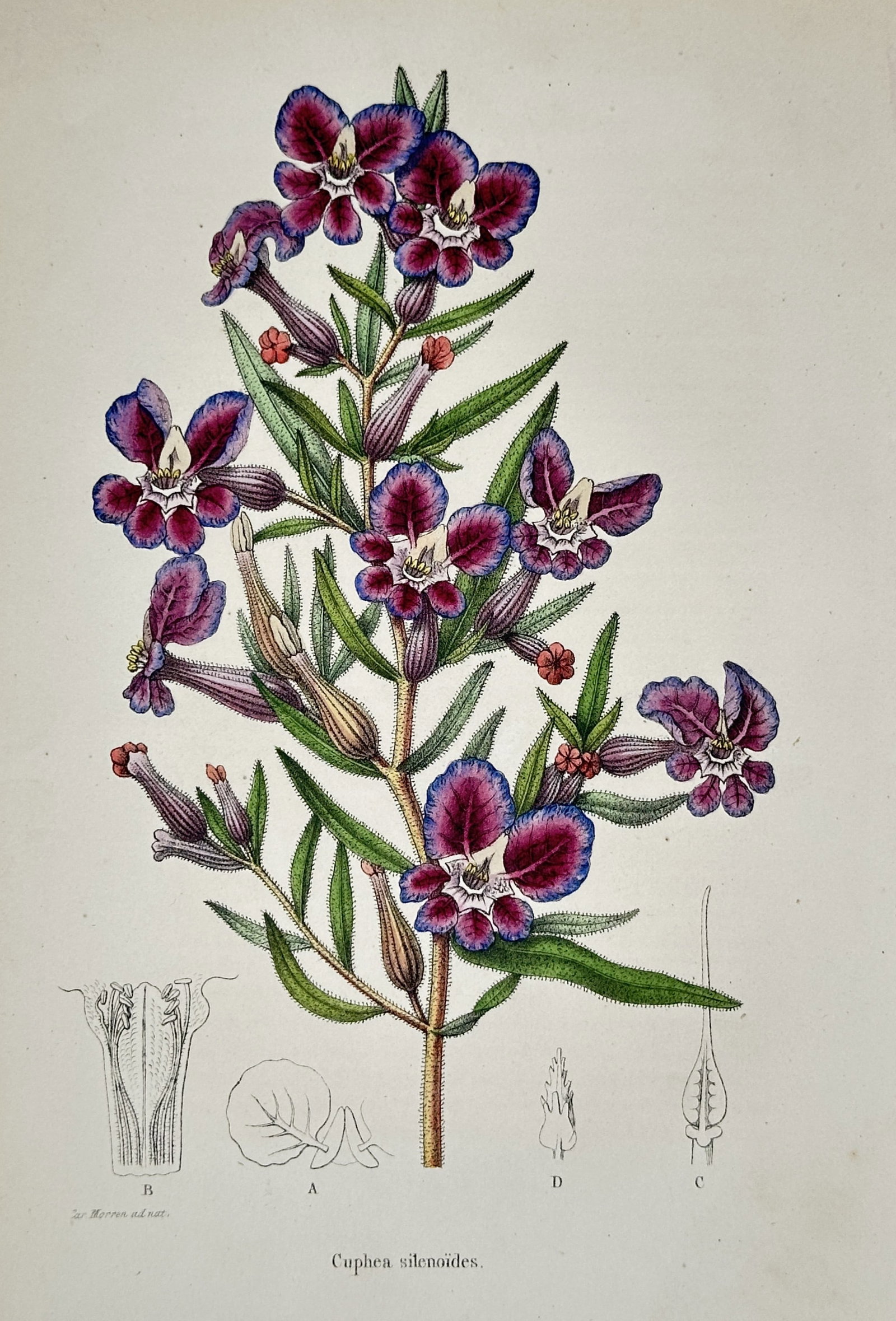 Louis van Houtte – View of Cuphea silenoides – Hand-coloured lithograph (1850): "Cuphea silenoides" depicts a vertical flowering stem with vibrant purple and maroon blossoms featuring blue-tinged edges, accompanied by small green leaves and botanical dissections at the base. This