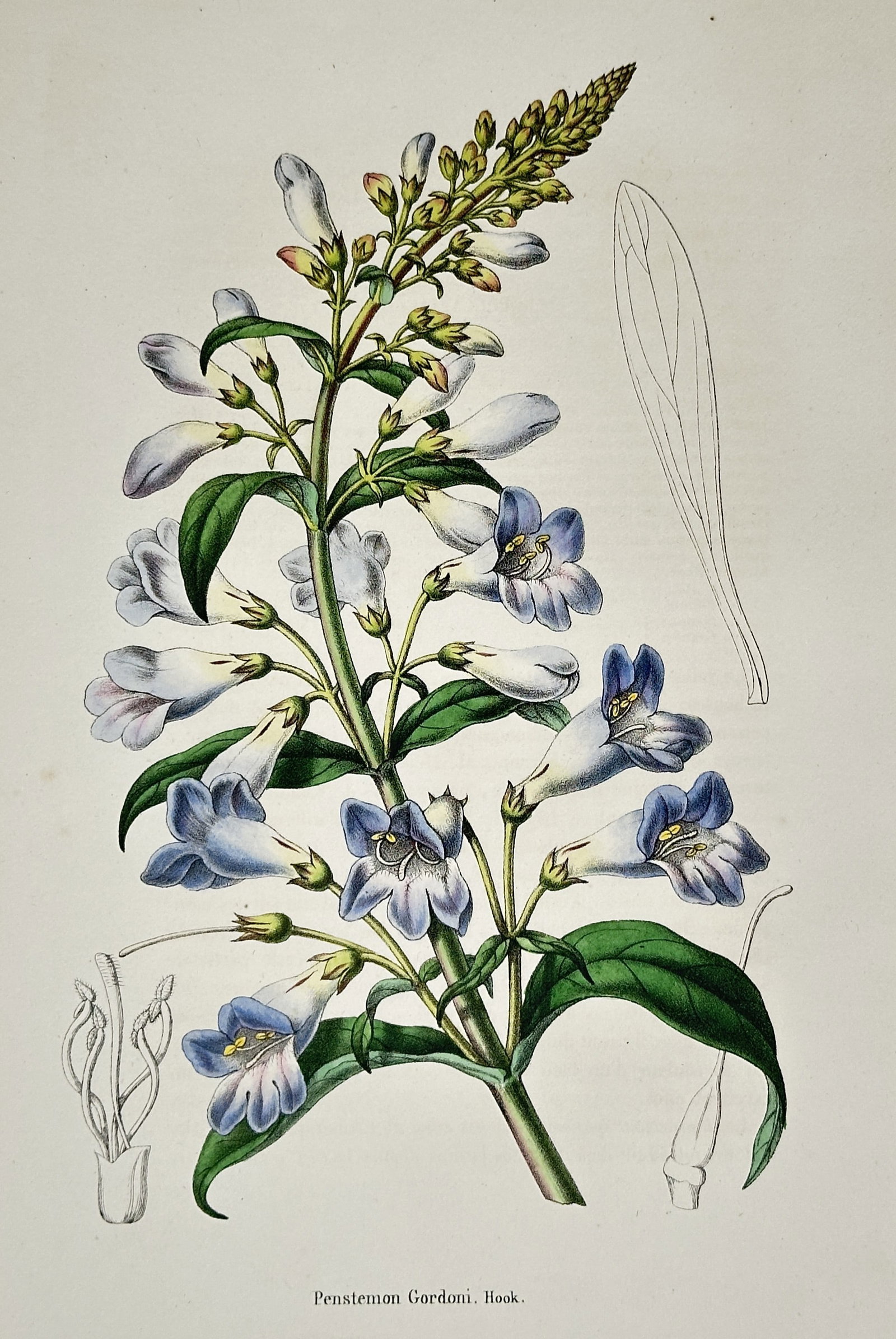 Louis van Houtte – View of Penstemon Gordoni Hook. – Hand-coloured lithograph (1850): "Penstemon Gordoni Hook." illustrates a flowering stalk with bell-shaped blue and white blossoms, transitioning to un-opened buds at the apex, with botanical line drawings of floral components in the 