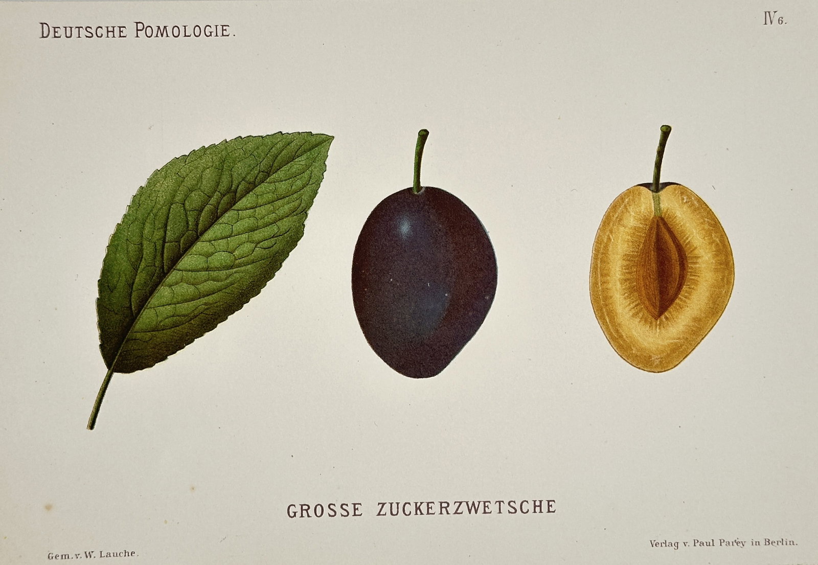 Wilhelm Lauche (1827-1883) – View of Grosse Zuckerzwetsche – Chromolithograph (1882): "Grosse Zuckerzwetsche" illustrates a single green leaf alongside a whole dark purple plum and a cross-section of the fruit revealing the golden-yellow flesh and central pit. This chromolithograph was