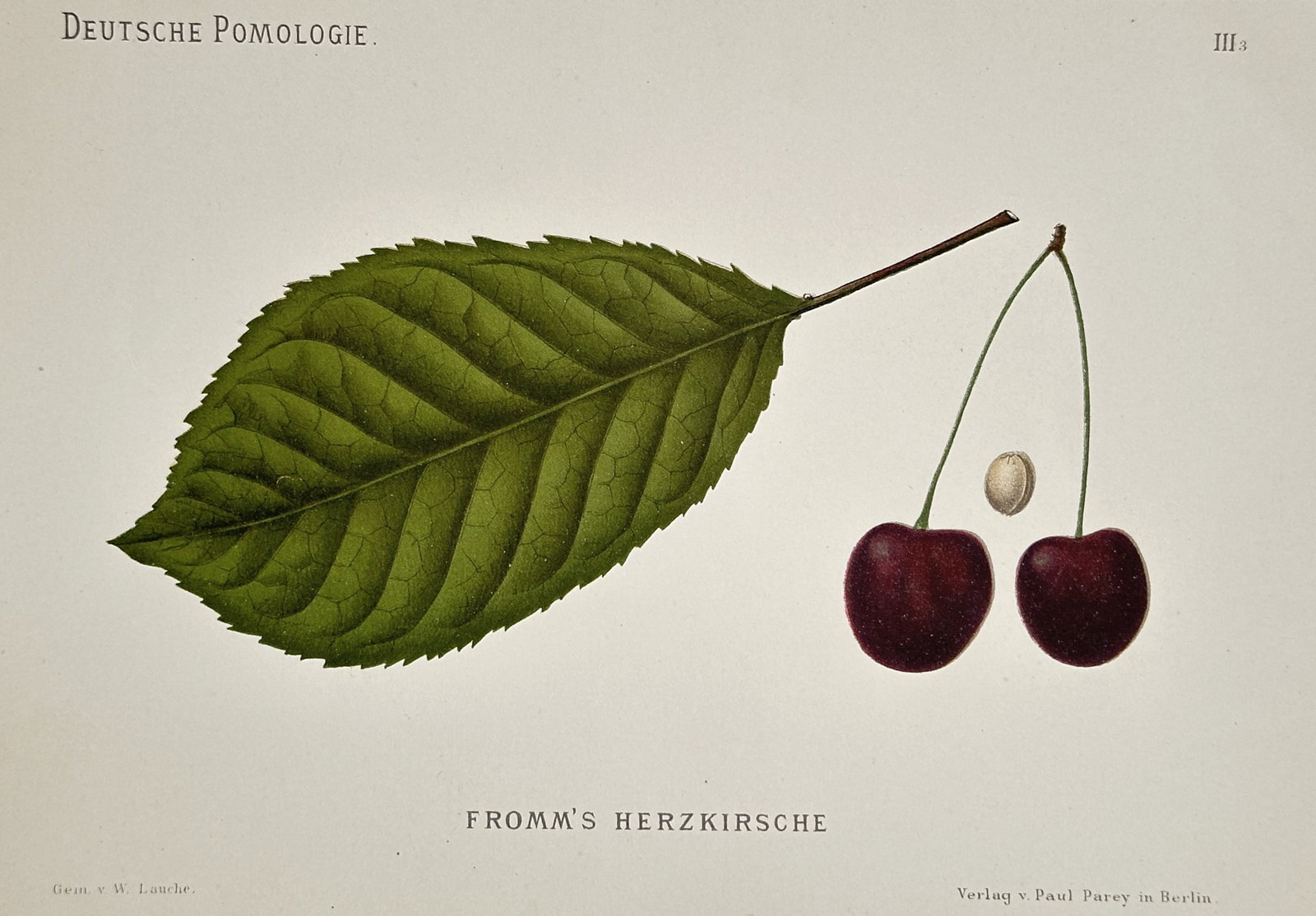 Wilhelm Lauche (1827-1883) – View of Fromm's Herzkirsche – Chromolithograph (1882): "Fromm's Herzkirsche" portrays a large, serrated green leaf alongside a pair of deep red, heart-shaped cherries on long stems and a single detached pit. This chromolithograph was published in the infl