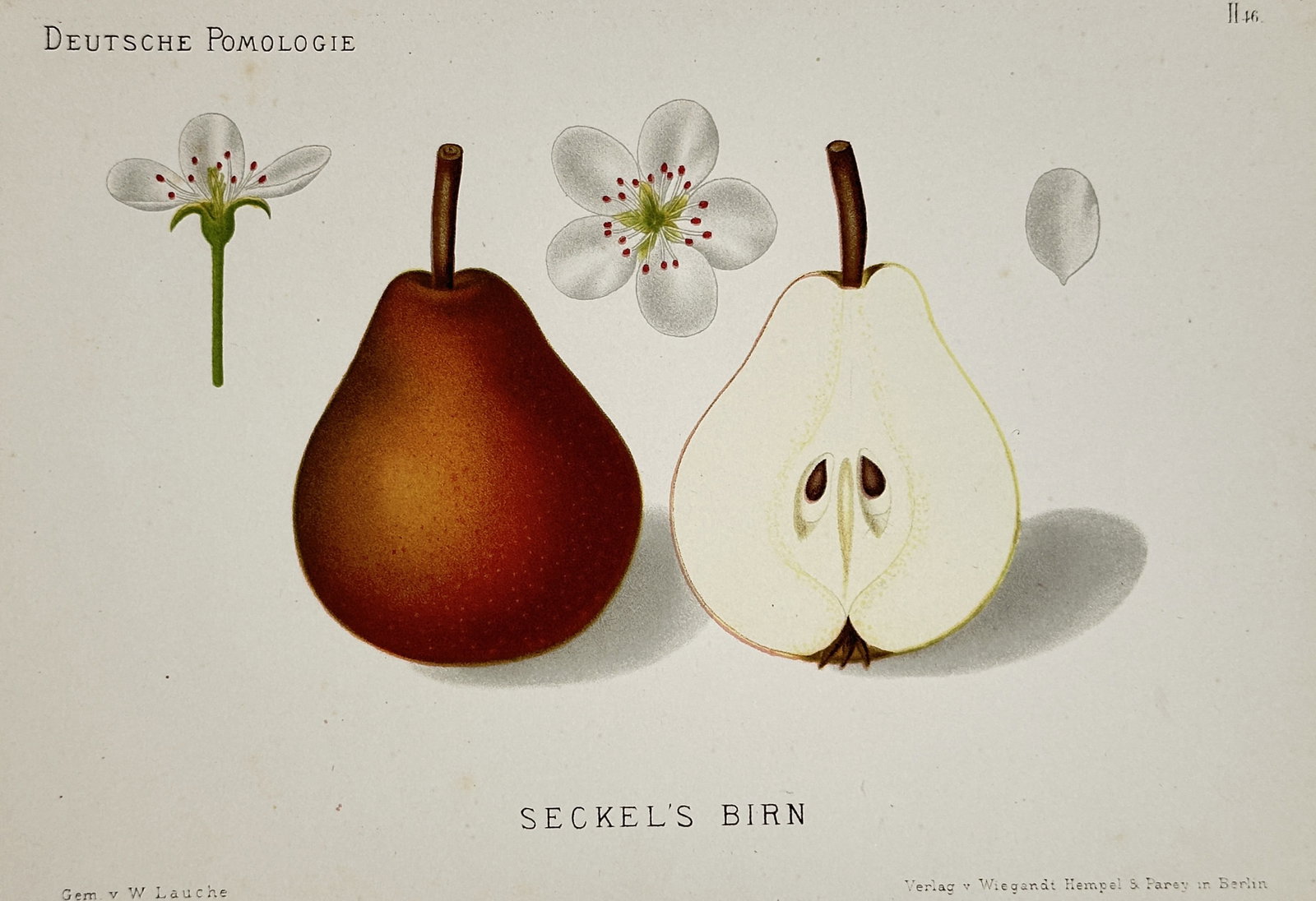 Wilhelm Lauche (1827-1883) – View of Seckel's Birn – Chromolithograph (1882): "Seckel's Birn" (Seckel Pear) illustrates the various stages of the fruit's anatomy, featuring two delicate white blossoms, a whole russet-colored pear, and a longitudinal cross-section revealing the 