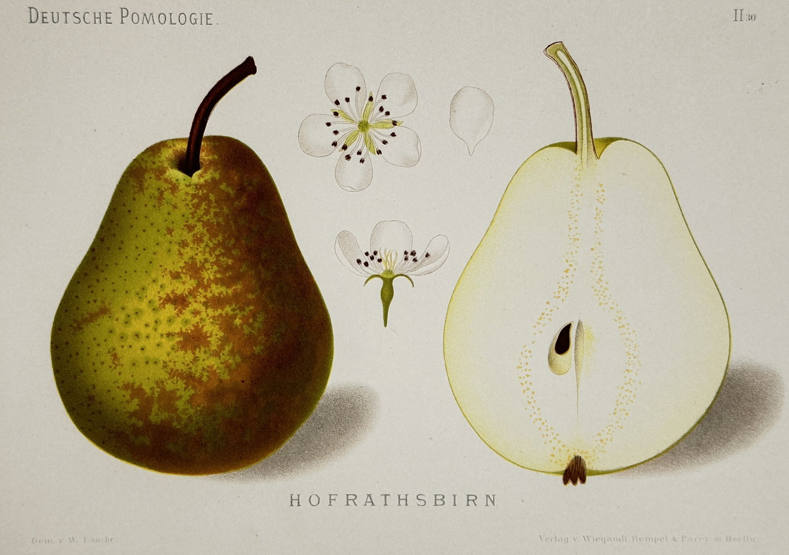 Wilhelm Lauche (1827-1883) – View of Hofrathsbirn – Chromolithograph (1882): "Hofrathsbirn" (Counselor's Pear) illustrates the botanical characteristics of the variety, featuring a whole green pear with distinctive russeting, two white blossoms, a single petal, and a vertical 
