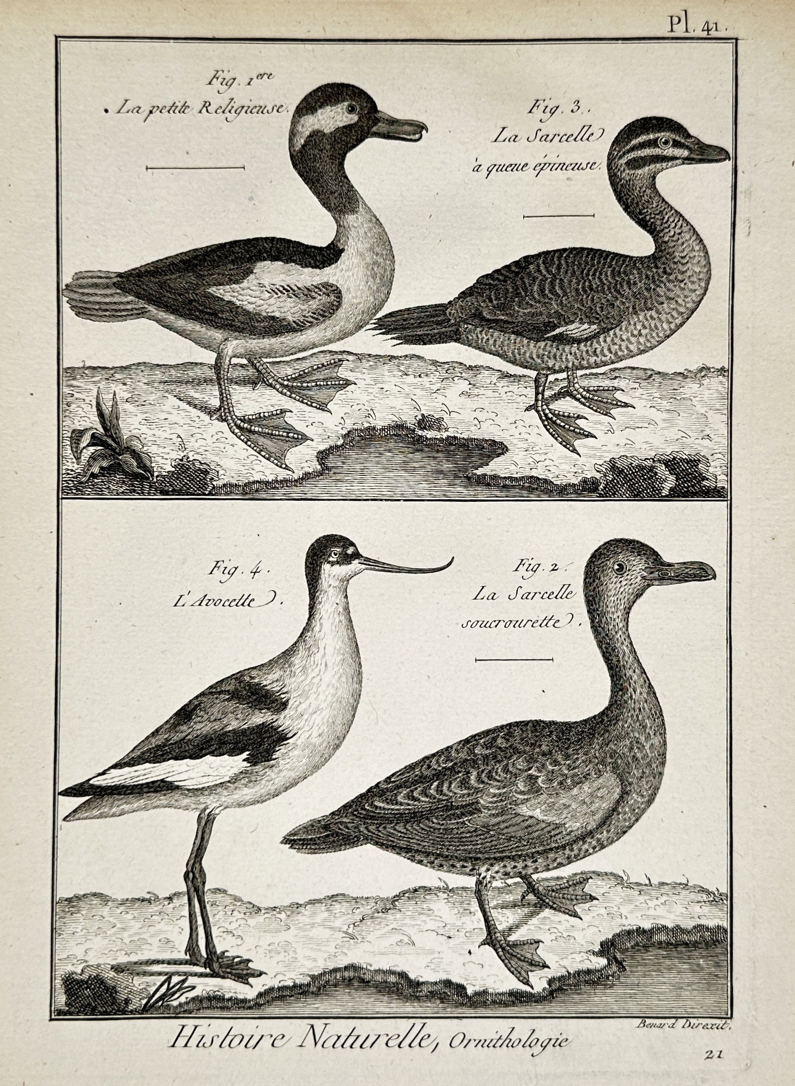 Robert Bénard (1734-1777) – View of Various Waterfowl – Engraving (c. 1768): "Histoire Naturelle, Ornithologie, Pl. 41" illustrates four distinct bird species: "La petite Religieuse" (Bufflehead), "La Sarcelle à queue épineuse" (Spiny-tailed Teal), "L’Avocette" (Avocet), a