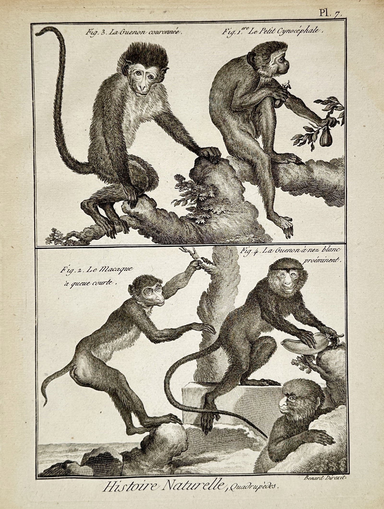 Robert Bénard (1734-1777) – View of Various Primates – Engraving (c. 1768): "Histoire Naturelle, Quadrupèdes, Pl. 7" depicts several species of monkeys in naturalistic poses, including "La Guenon couronnée" (Crowned Monkey), "Le Petit Cynocéphale" (Little Baboon), "Le Maca