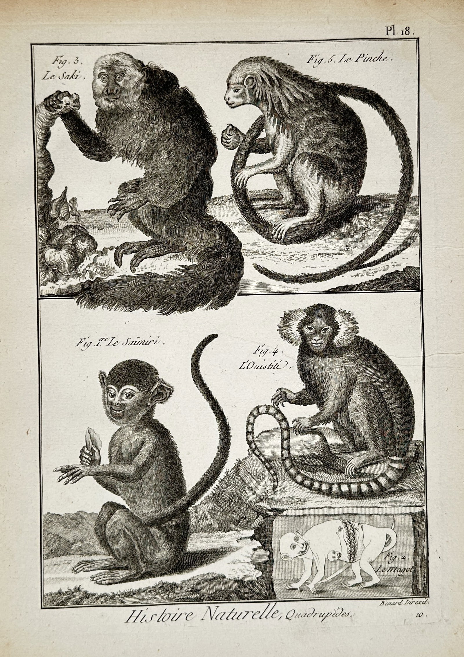 Robert Bénard (1734-1777) – View of Various Small Primates – Engraving (c. 1768) (1 of 2)