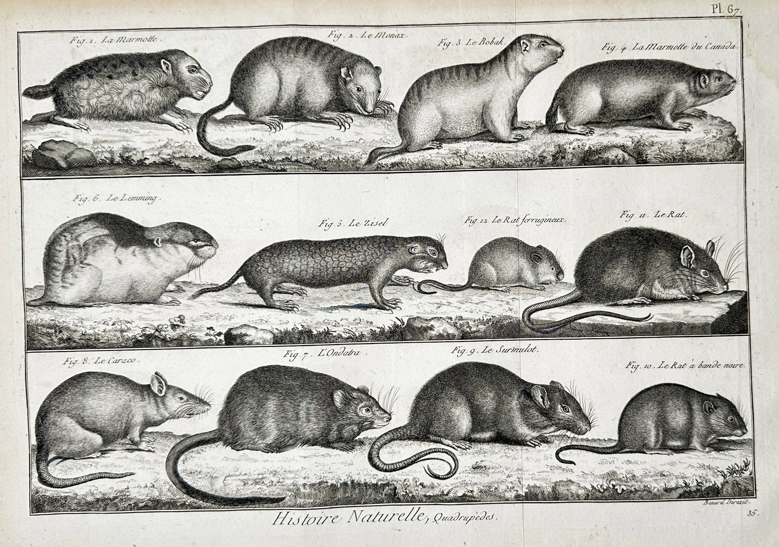 Robert Bénard (1734-1777) – View of Various Rodents – Engraving (c. 1768) (1 of 2)