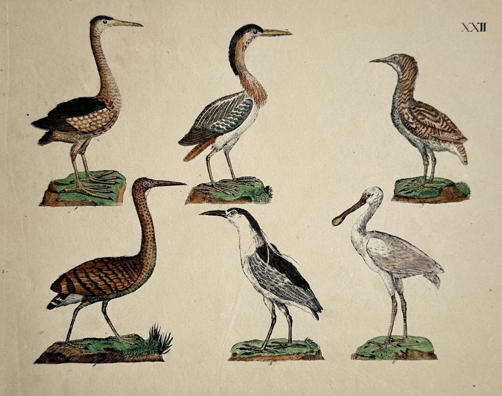 Friedrich Justin Bertuch – View of Various Wading Birds – Hand-coloured copperplate engraving: Plate "XXII" from Bilderbuch für Kinder illustrates six species of wading birds, including a spoonbill and various herons or bitterns, each standing on a small mossy mound. This hand-coloured copperp