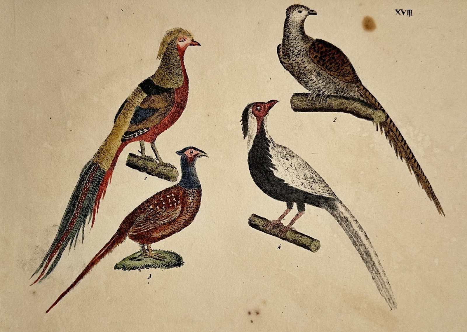 Friedrich Justin Bertuch – View of Various Pheasants – Hand-coloured copperplate engraving (1 of 2)