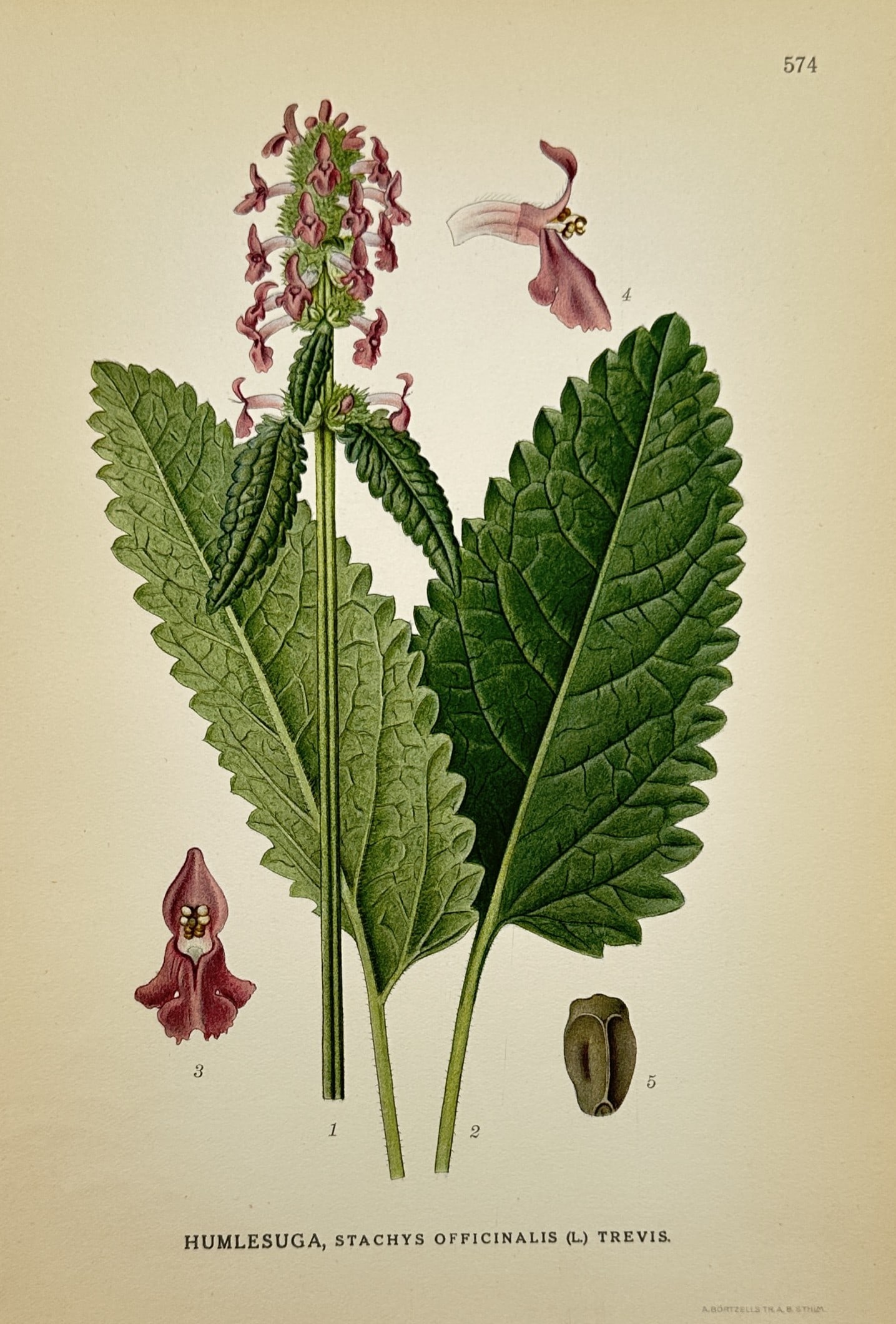 Carl Lindman (1856–1928) – View of Humlesuga, Stachys – Chromolithograph (1905): "Humlesuga, Stachys officinalis (L.) Trevis." (Wood Betony) illustrates a vertical flowering spike with clusters of reddish-purple tubular flowers, large wrinkled green leaves with serrated margins, a