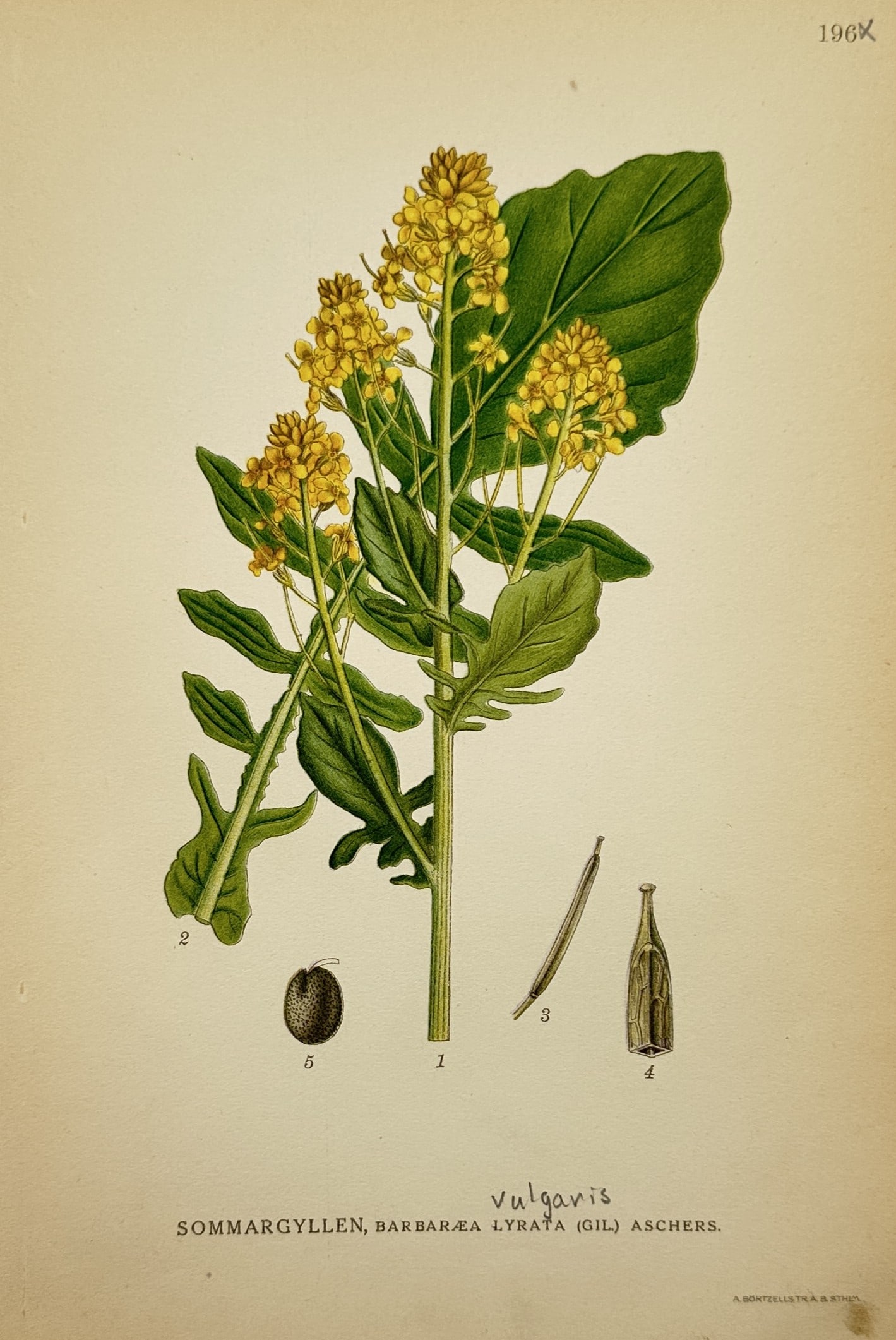 Carl Lindman (1856–1928) – View of Sommargyllen, Barbarea vulgaris – Chromolithograph (1905) (1 of 2)