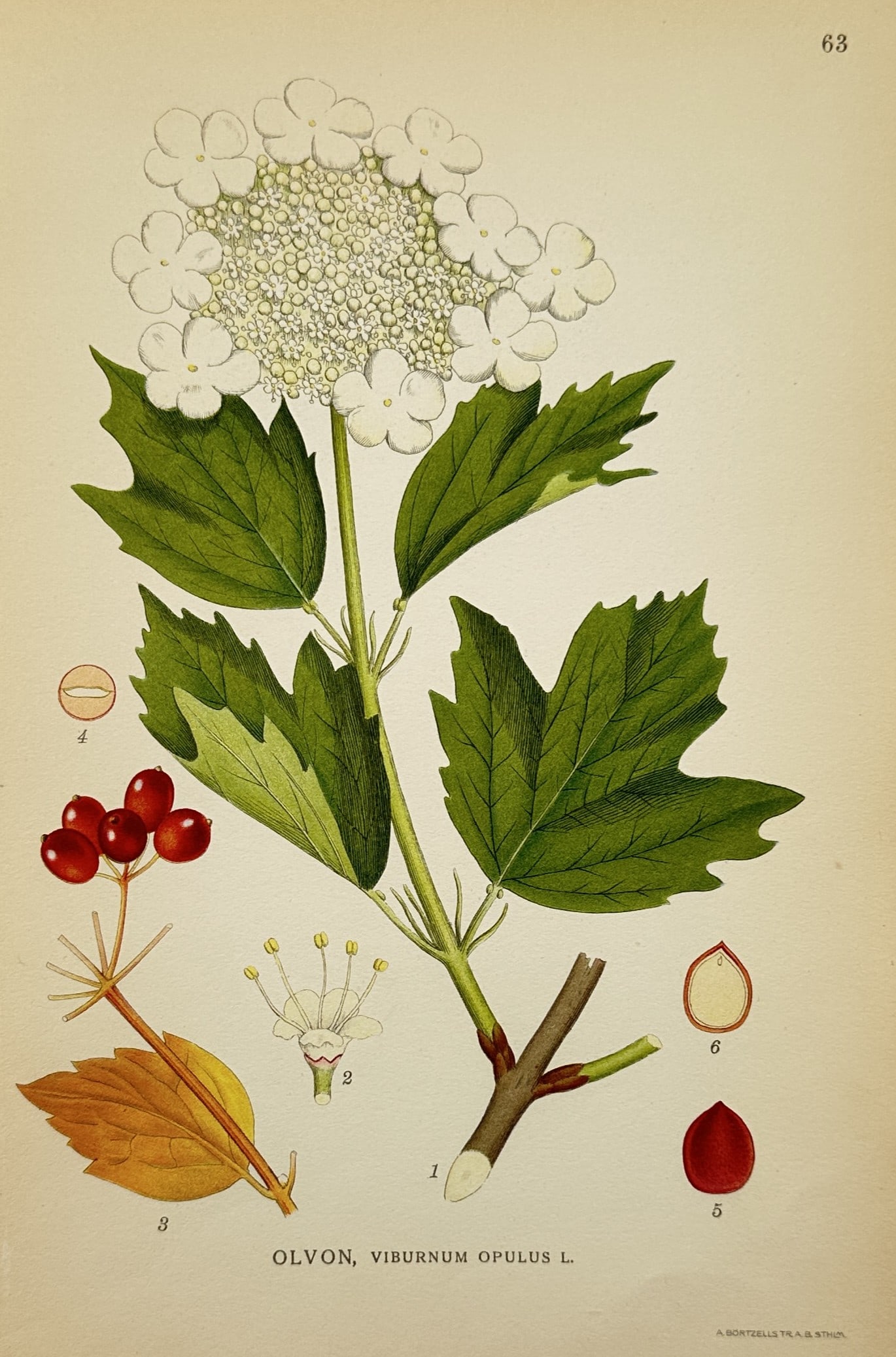 Carl Lindman (1856–1928) – View of Olvon, Viburnum opulus L. – Chromolithograph (1905): "Olvon, Viburnum opulus L." (Guelder-rose) illustrates a flowering branch featuring a flat-topped cluster of white blossoms, lobed green leaves, and a separate sprig of bright red autumn berries. The 
