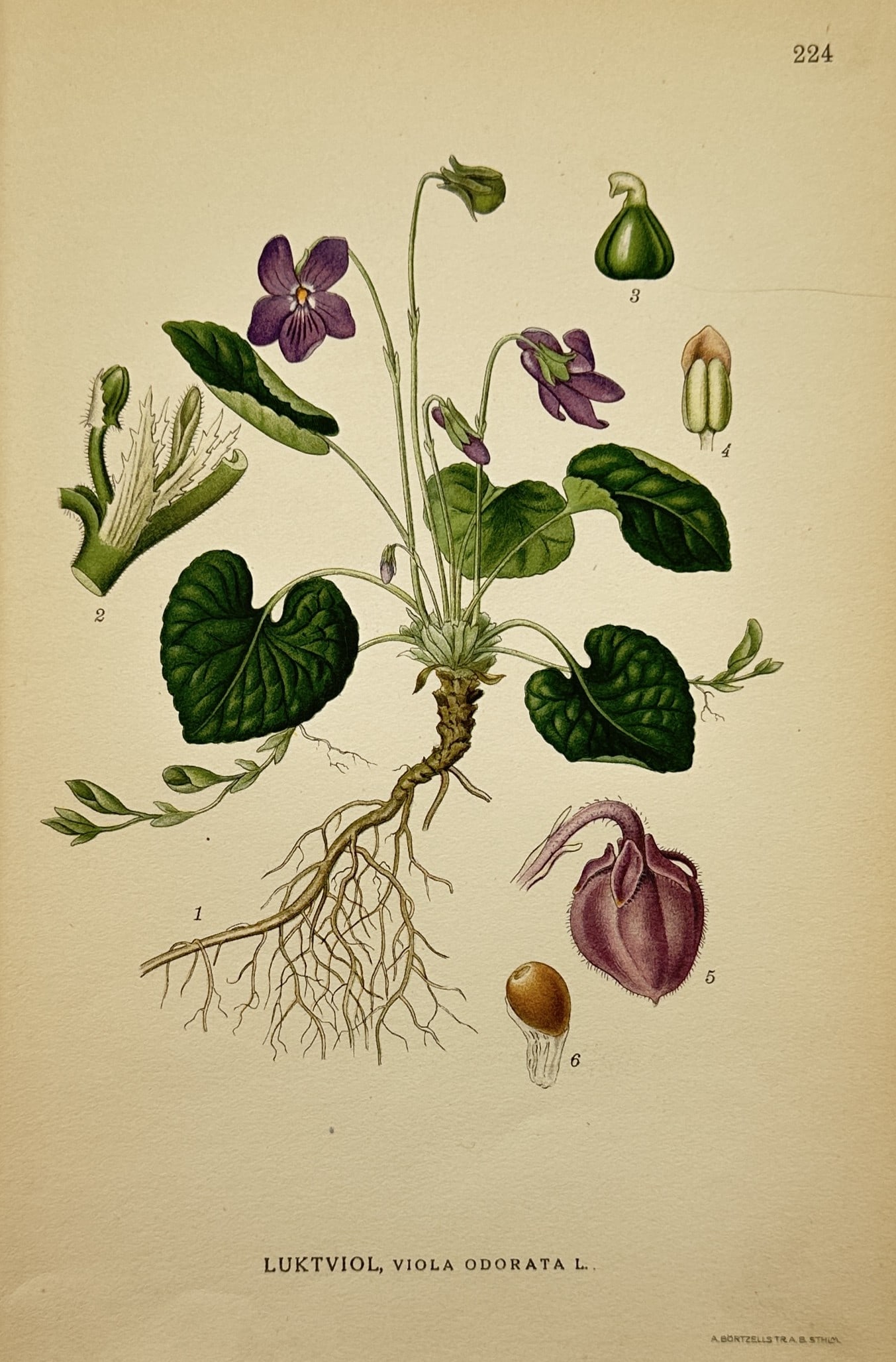 Carl Lindman (1856–1928) – View of Luktviol (Sweet Violet) – Chromolithograph (1905): "Luktviol, Viola odorata L." (Sweet Violet) illustrates a complete plant specimen, featuring its delicate purple flowers, heart-shaped green leaves, and intricate root system, accompanied by various b