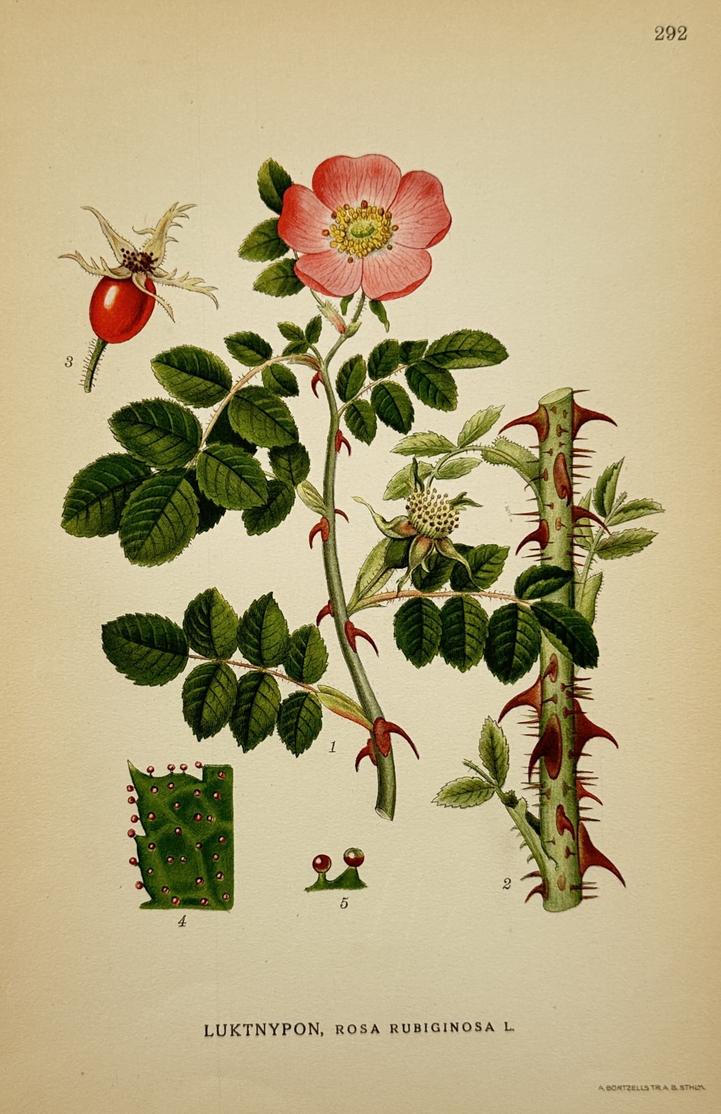 Carl Lindman (1856–1928) – View of Luktnypon (Sweet Briar) – Chromolithograph (1905): "Luktnypon, Rosa rubiginosa L." (Sweet Briar) illustrates a flowering branch of a wild rose with a single pink blossom, serrated green leaves, and prominent curved thorns. The plate also features a br