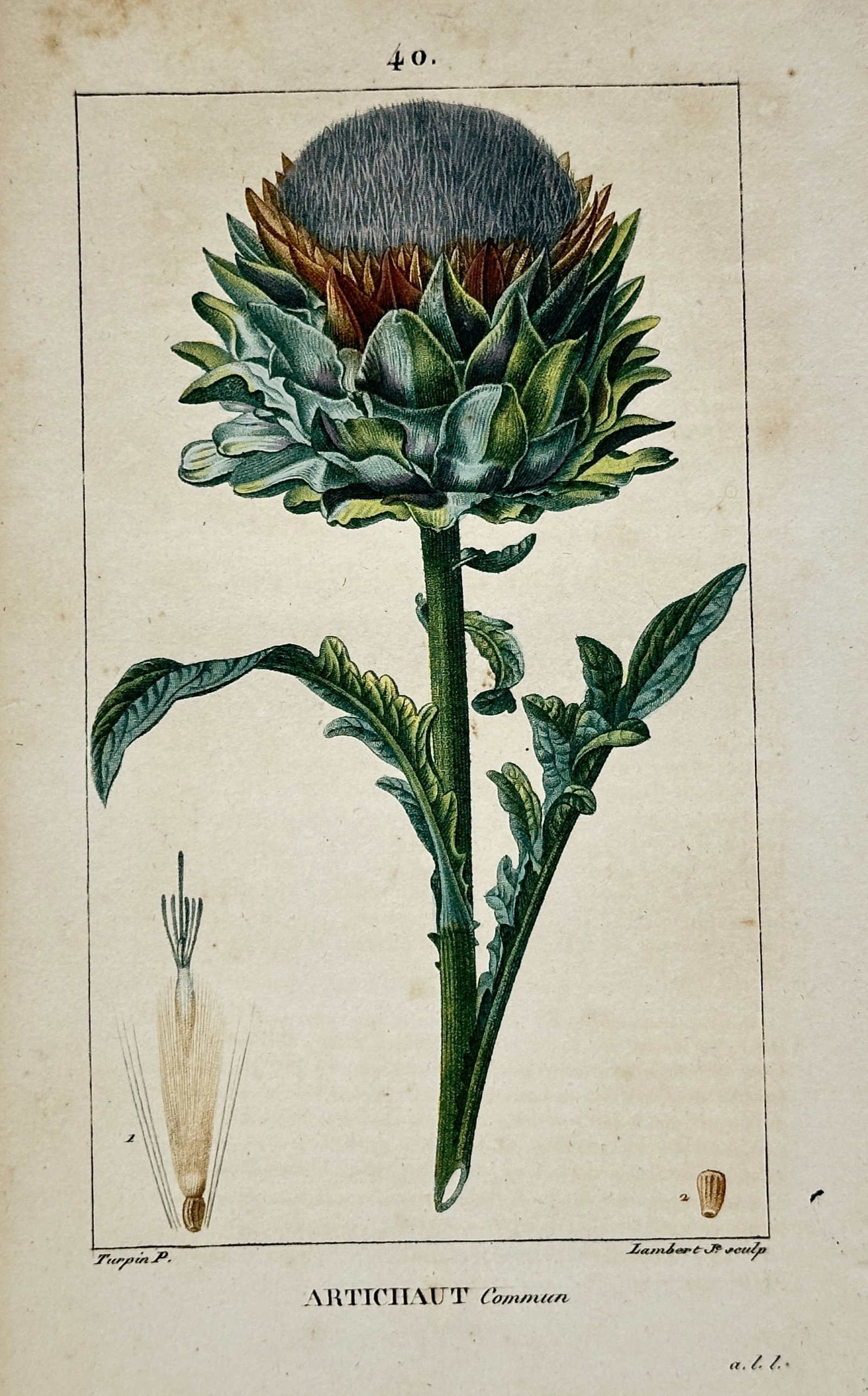 Pierre Jean François Turpin – View of Artichaut Commun – Hand-coloured stipple engraving: "Artichaut Commun" (Common Artichoke) depicts the robust flowering head of the plant, characterized by its thick, green protective bracts and a dense, fibrous purple center. The plate includes detaile