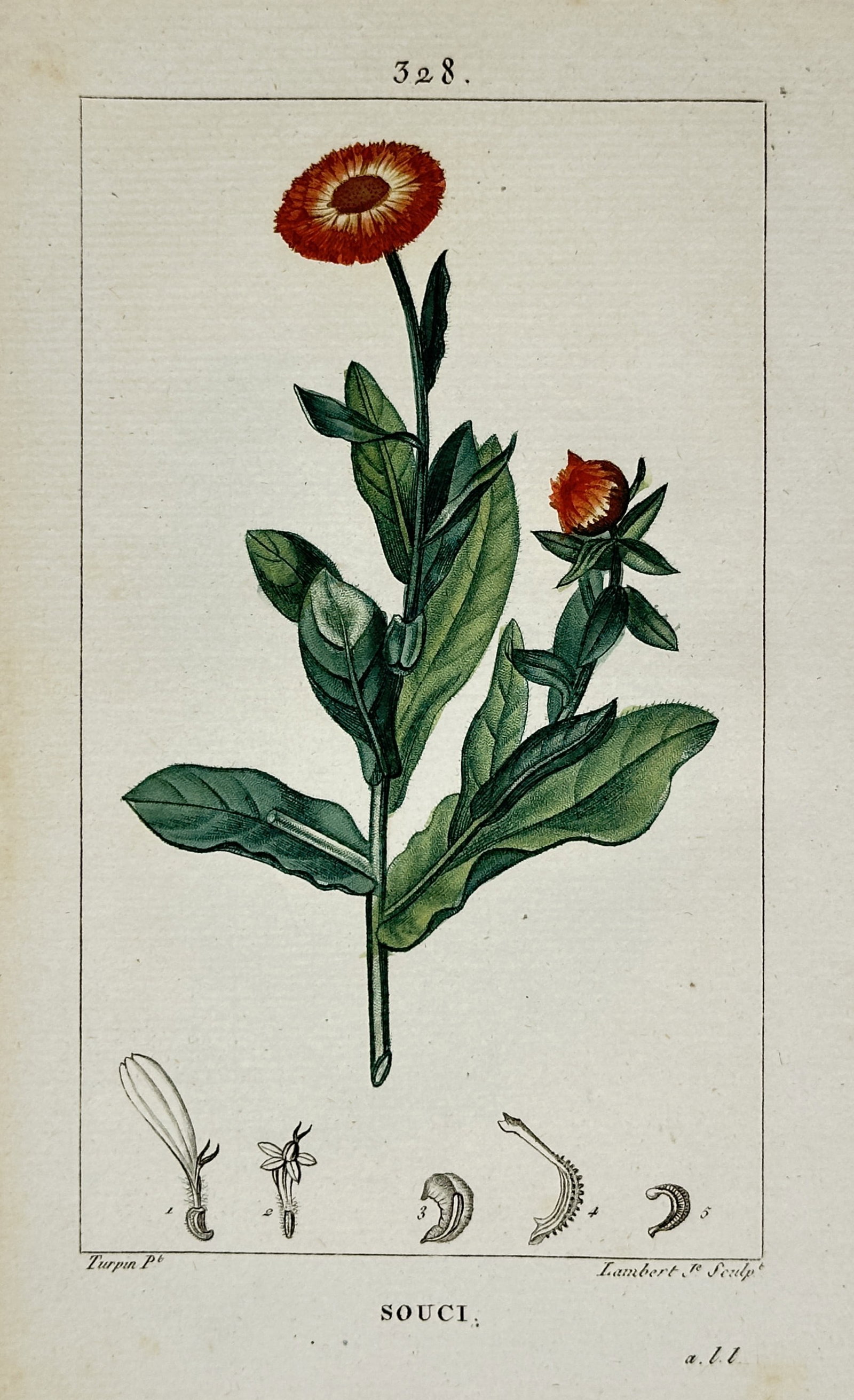 Pierre Jean François Turpin – View of Souci – Hand-coloured stipple engraving (c. 1801-1819): "Souci" (Marigold) illustrates a single upright stem featuring a vibrant orange composite flower in full bloom and a smaller bud emerging from the leaf axil. The lower portion of the plate includes me