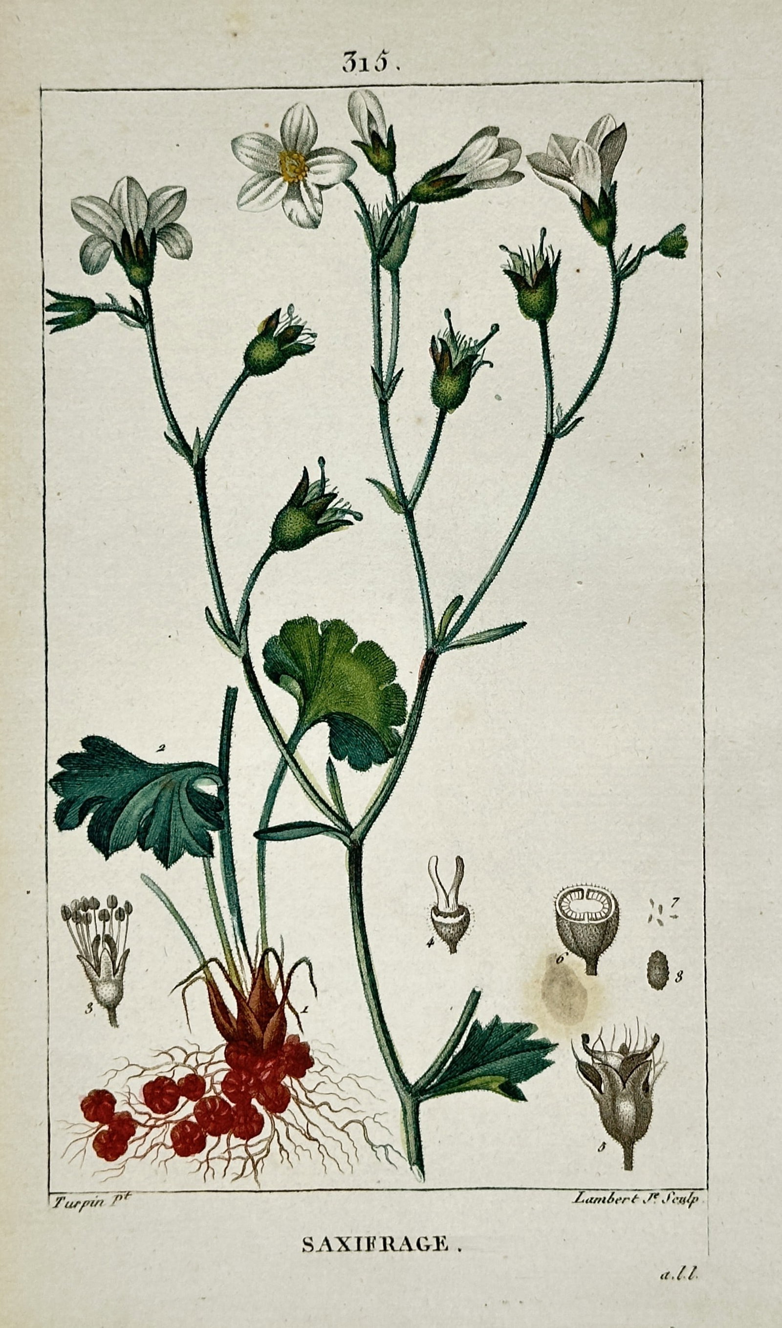 Pierre Jean François Turpin – View of Saxifrage – Hand-coloured stipple engraving (c.: "Saxifrage" (likely Saxifraga granulata, the Meadow Saxifrage) illustrates the delicate white-petaled flowers atop slender branching stems, accompanied by its characteristic lobed basal leaves and a c
