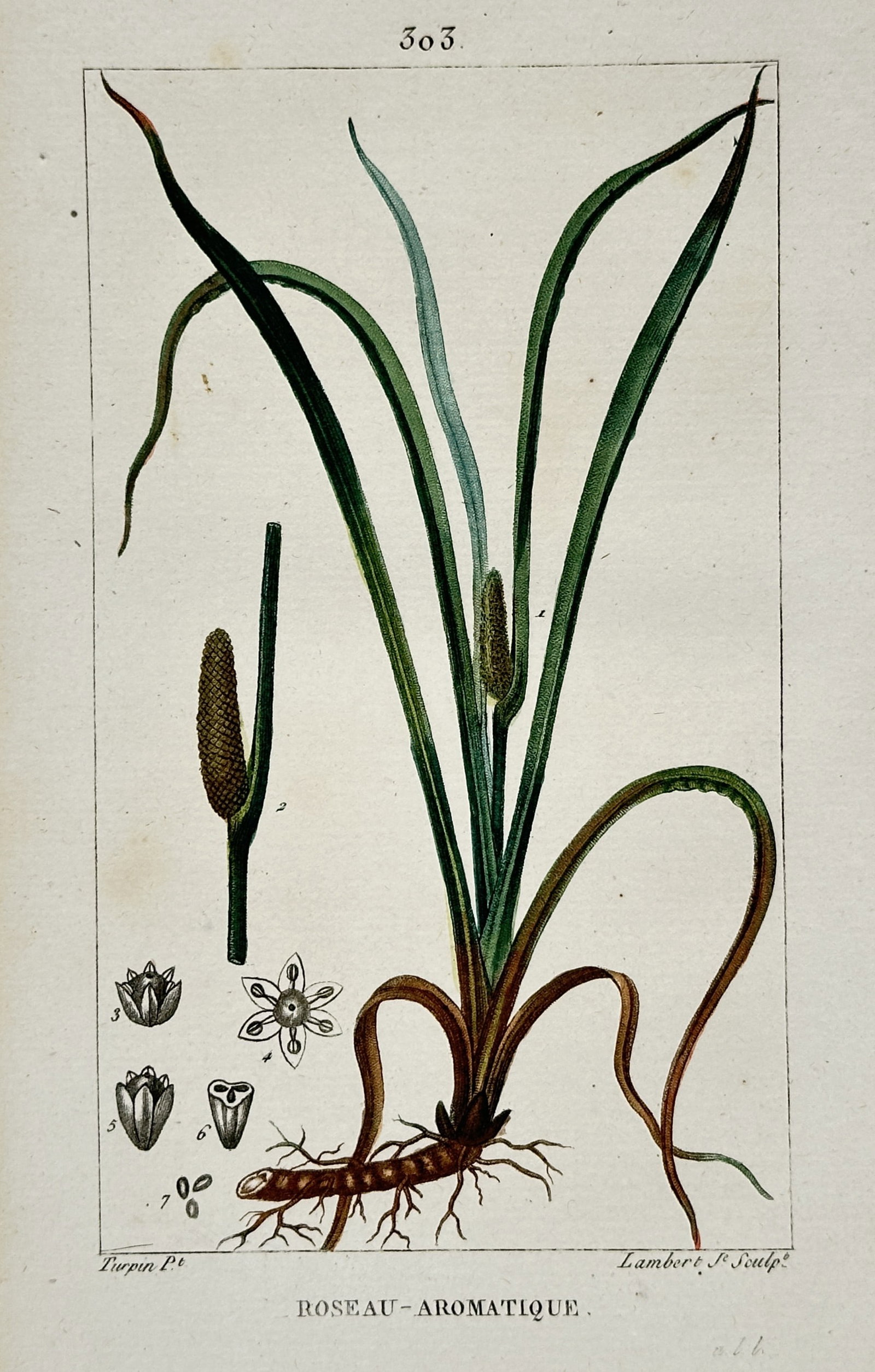Pierre Jean François Turpin – View of Roseau Aromatique – Hand-coloured stipple engraving: "Roseau Aromatique" illustrates the botanical habit of the wetland plant featuring its sword-like leaves, a creeping rhizome root system and the characteristic spadix inflorescence emerging from a lea