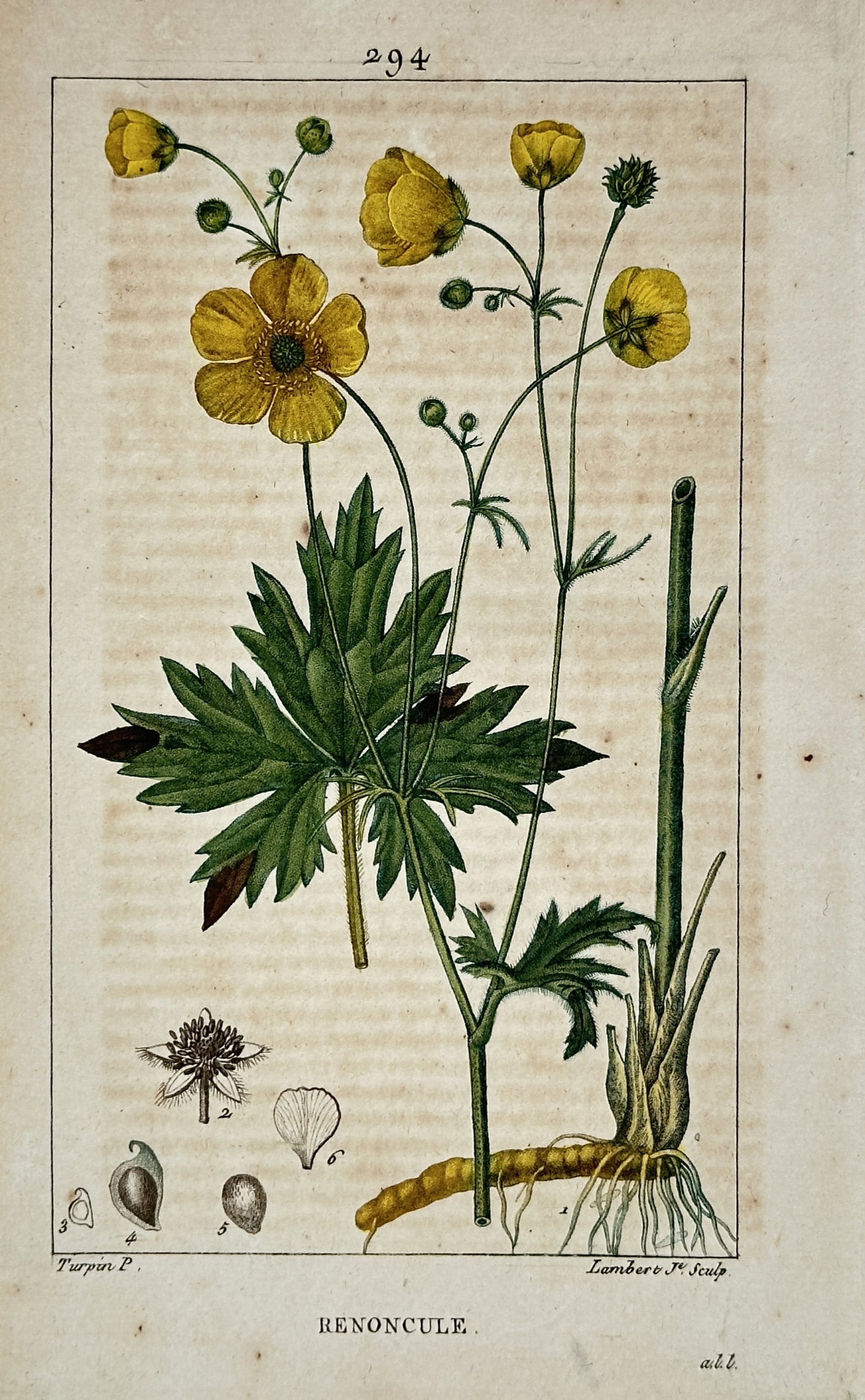 Pierre Jean François Turpin – View of Renoncule – Hand-coloured stipple engraving (1801): "Renoncule" depicts a buttercup plant in various stages of development from closed buds to full yellow blossoms. The illustration features the deeply lobed green foliage and a detailed representation 