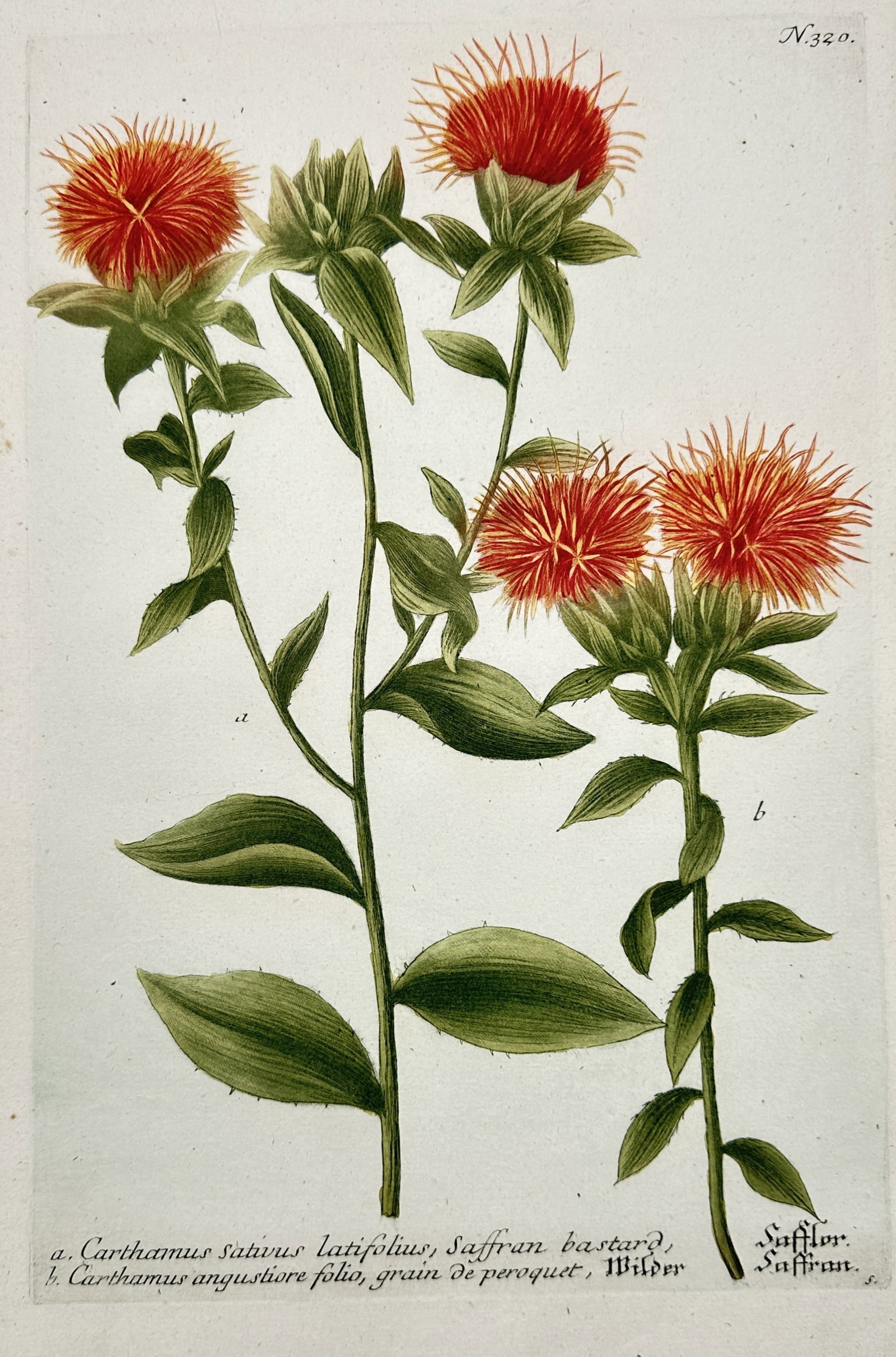 Johann Wilhelm Weinmann – View of Carthamus sativus latifolius, Saffran bastard: "Carthamus sativus latifolius, Saffran bastard" illustrates two distinct varieties of the safflower plant featuring vibrant orange and red thistle like flower heads atop sturdy green stems with serrat