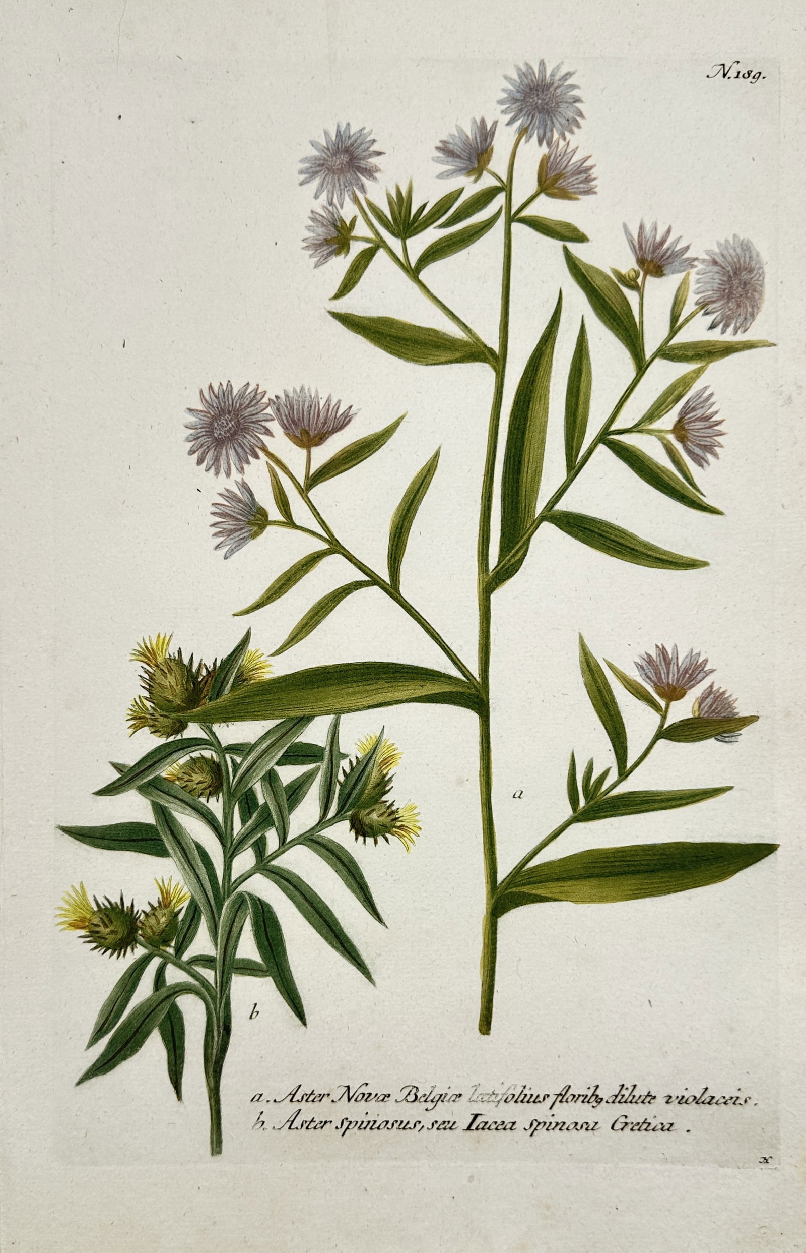 Johann Wilhelm Weinmann – View of Aster Novae Belgiae and Aster spinosus (1 of 2)