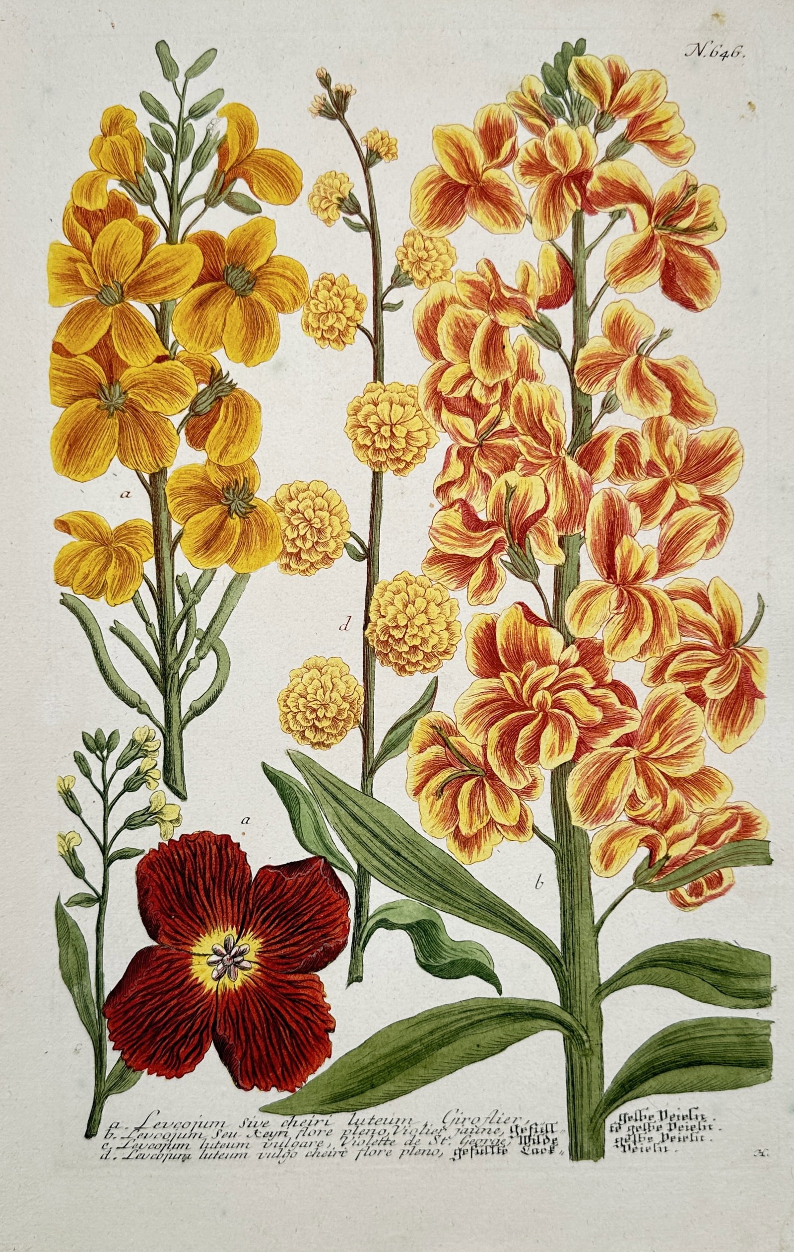 Johann Wilhelm Weinmann – View of Leucojum sive cheiri luteum – Hand-coloured engraving (1739): "Leucojum sive cheiri luteum, Giroflier" illustrates several varieties of wallflowers featuring vibrant yellow orange and deep red blossoms arranged in dense terminal clusters. The work captures the v