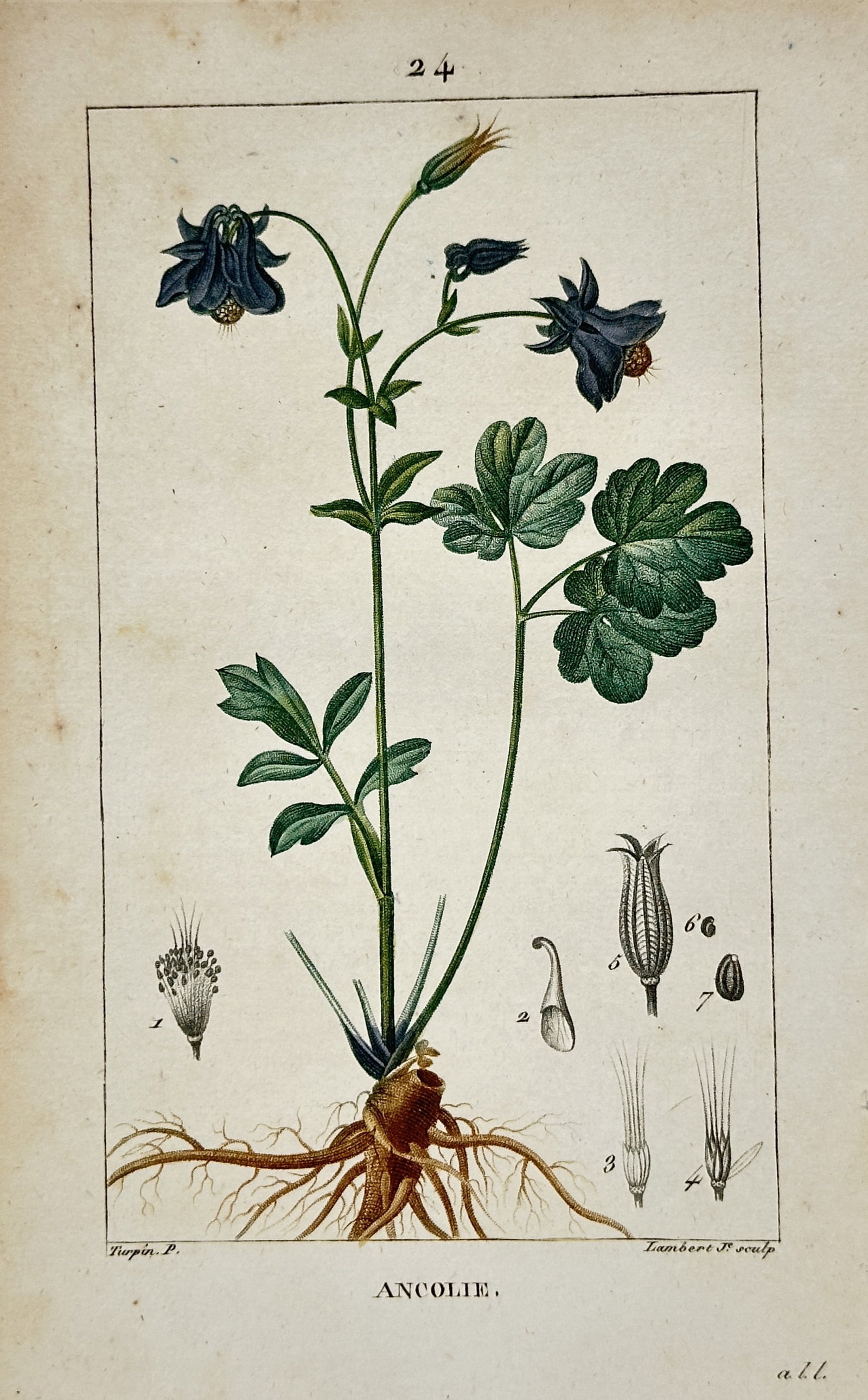 Pierre Jean François Turpin – View of Ancolie – Hand-coloured stipple engraving (c. 1801-1819): "Ancolie" (Columbine) illustrates the graceful, nodding habit of the plant, featuring deep blue spurred flowers, delicate lobed foliage, and a detailed rendering of the fibrous root system. The plate 