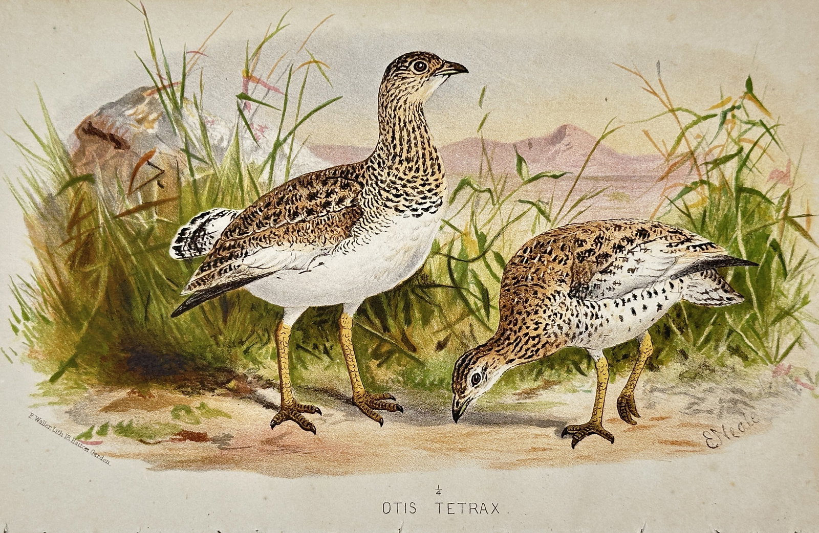 Edward Neale (1833-1904) – View of Otis Tetrax – Chromolithograph (1880) (1 of 2)