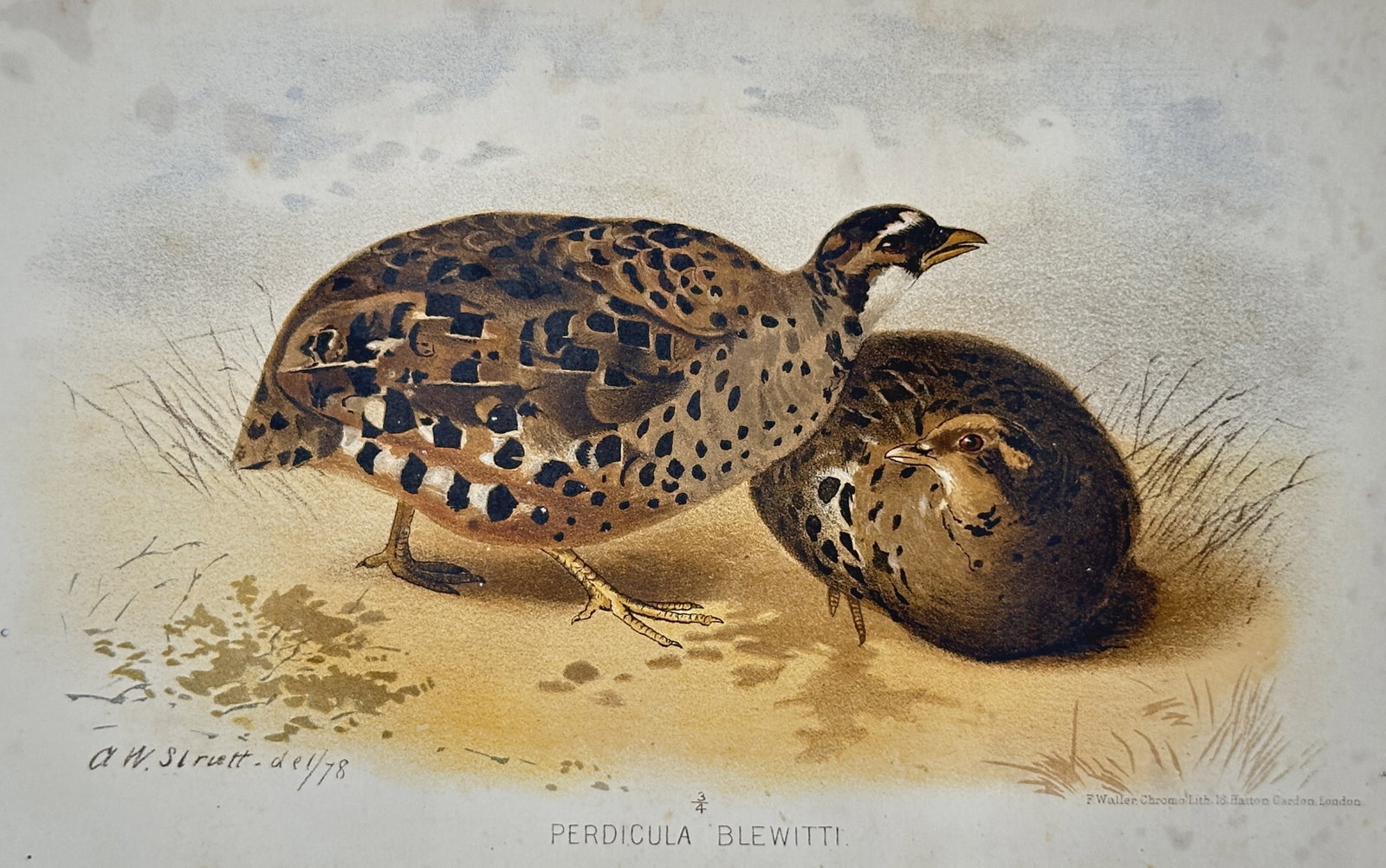 Alfred William Strutt (1856-1924) – View of Perdicula Blewitti – Chromolithograph (1880) (1 of 2)