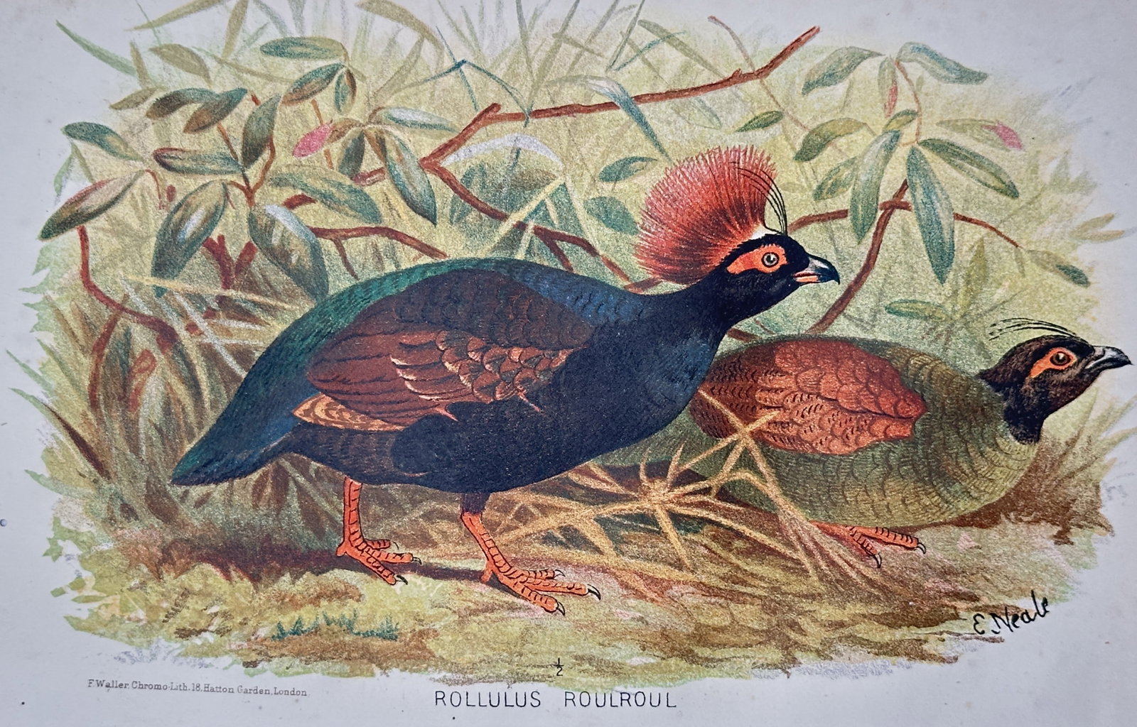 Edward Neale (1833-1904) – View of Rollulus Roulroul – Chromolithograph (1880): "Rollulus Roulroul" illustrates a pair of crested partridges (also known as the Roul-roul or green wood partridge) in a dense tropical landscape. The male is prominently featured with its striking iri